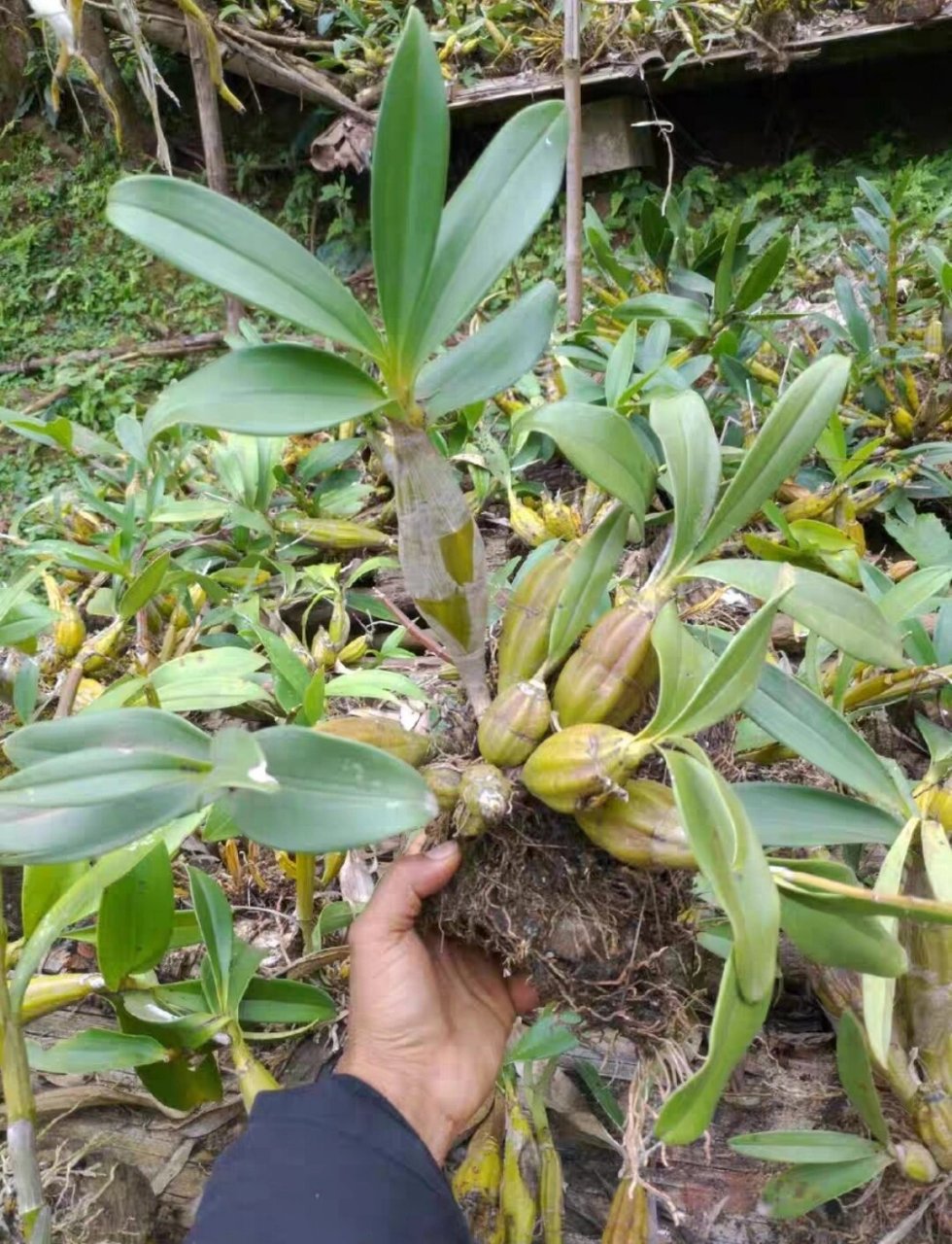 品种267:鼓槌石斛 鼓槌石斛 绑植鼓槌石斛 石斛鼓槌石斛