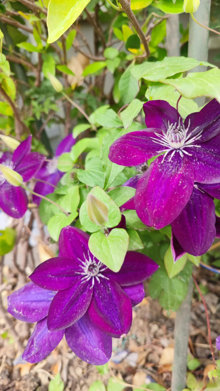 波旁王朝铁线莲开花一个多月了,依然很美好,花量超赞!