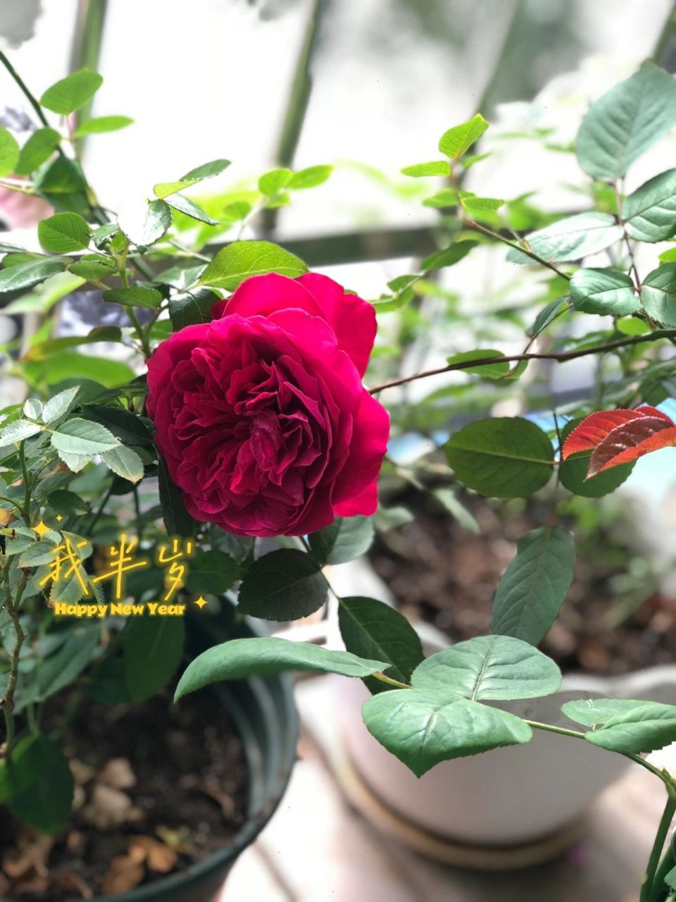 月季选品指南3—-皇家胭脂 品种:皇家胭脂,灌木 养护历史:养了一年多