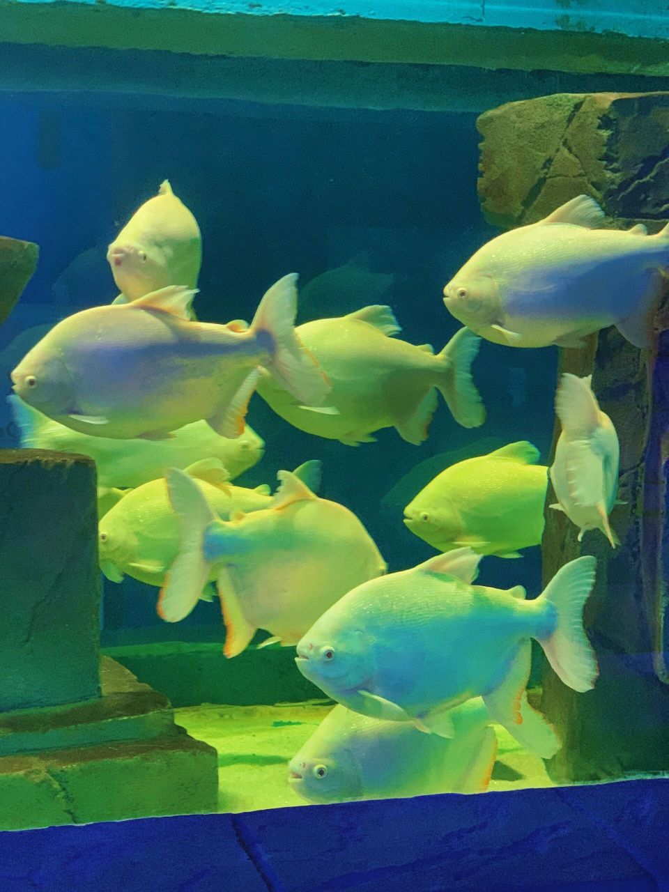 不用人挤人6015五一在东莞这个海洋公园玩尽兴 之前一直就很想去