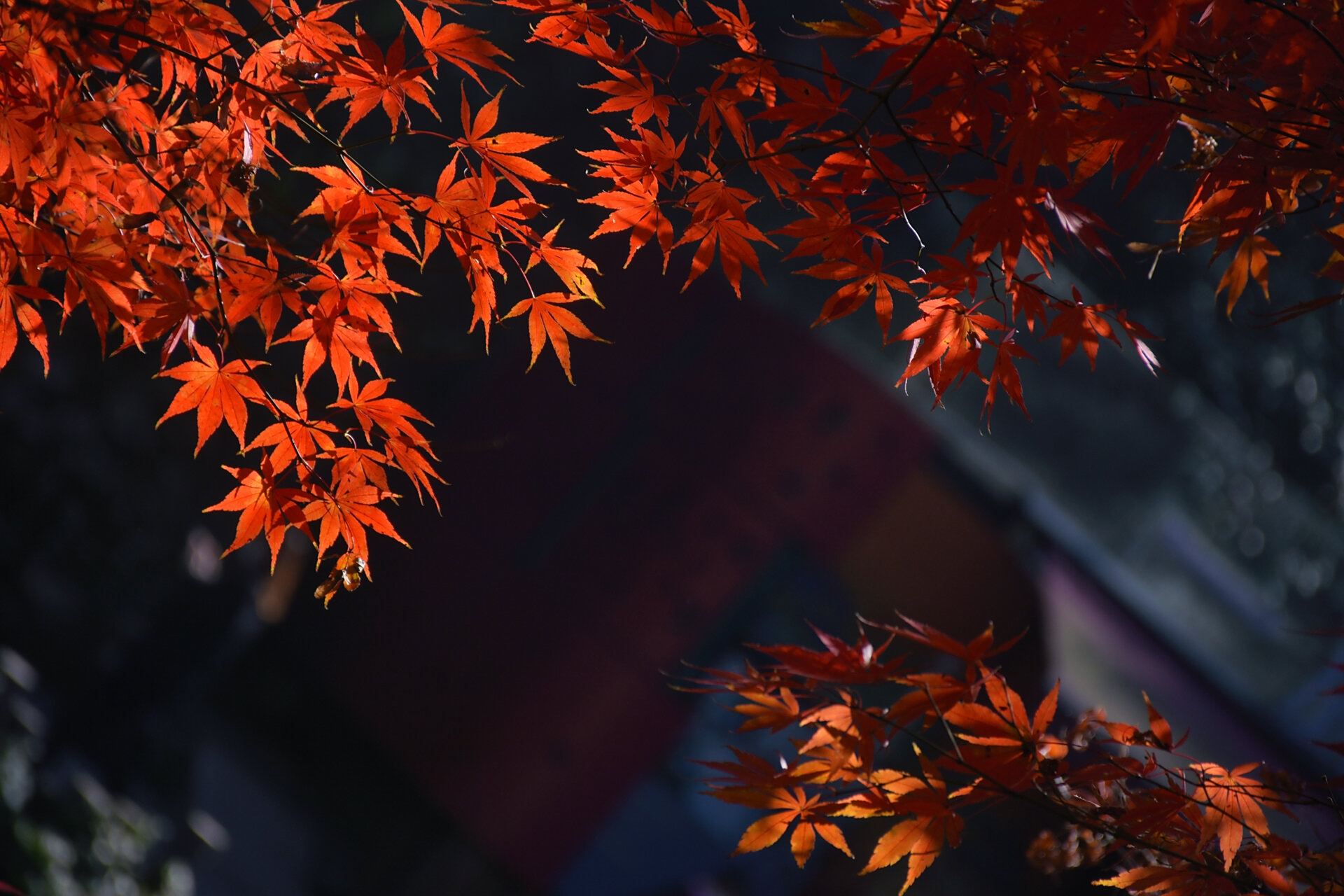 长沙岳麓山,爱晚亭枫叶美爆了 如果初冬有颜色,那一定是枫叶的颜色.