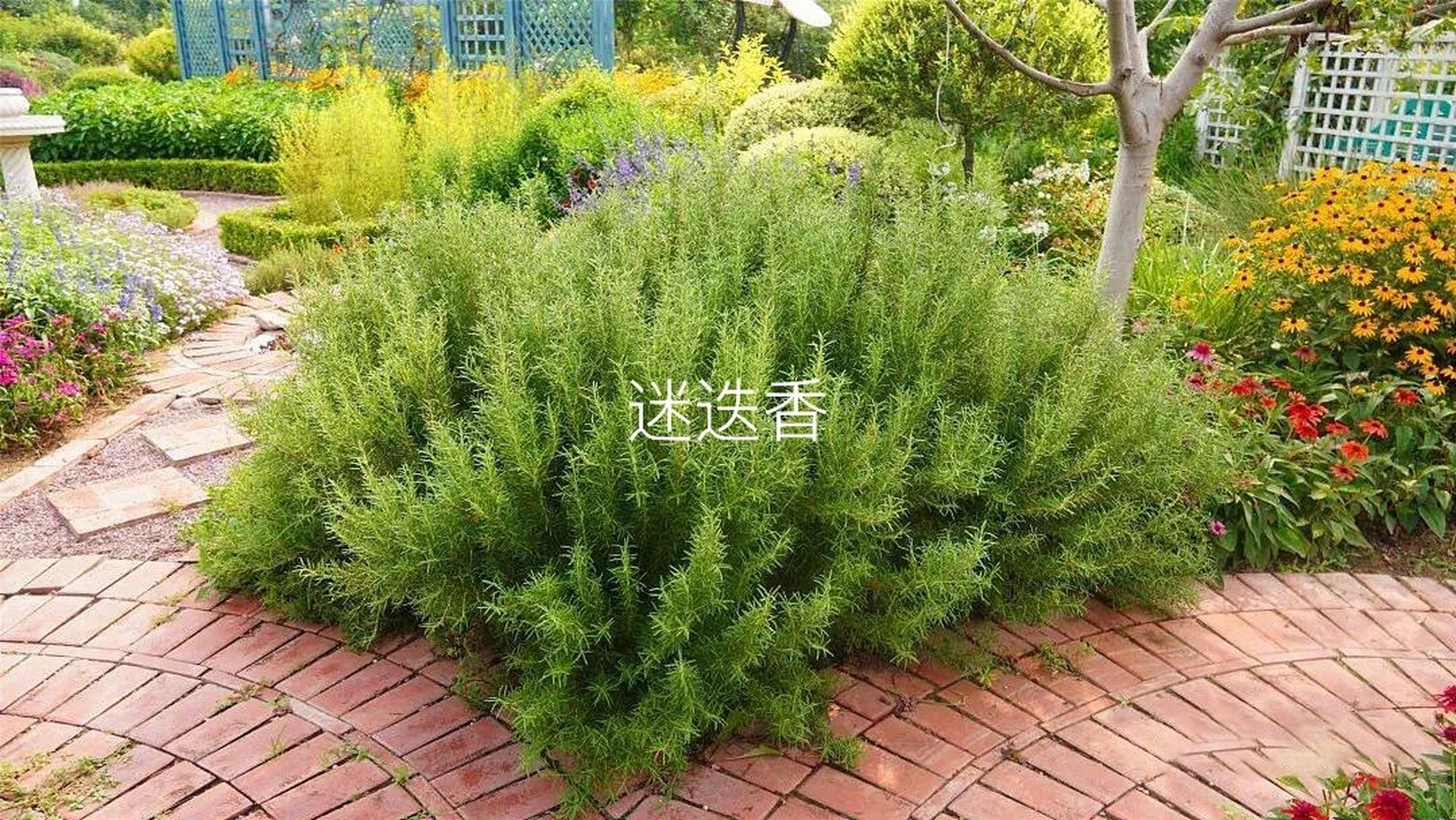 迷迭香植物图片