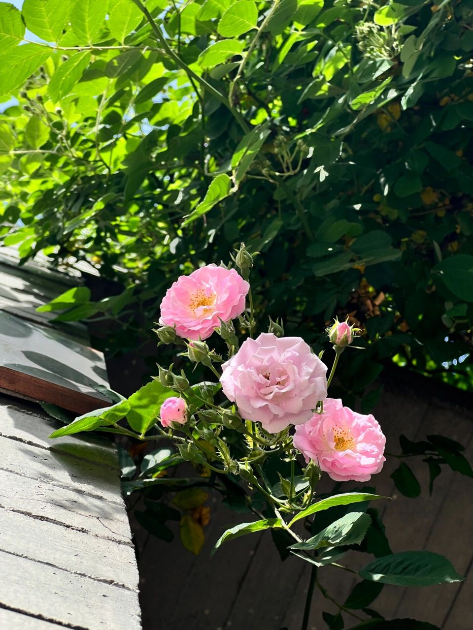 南京颐和路的蔷薇 南京颐和路的蔷薇花目前只开了一簇,但是可以拍起来