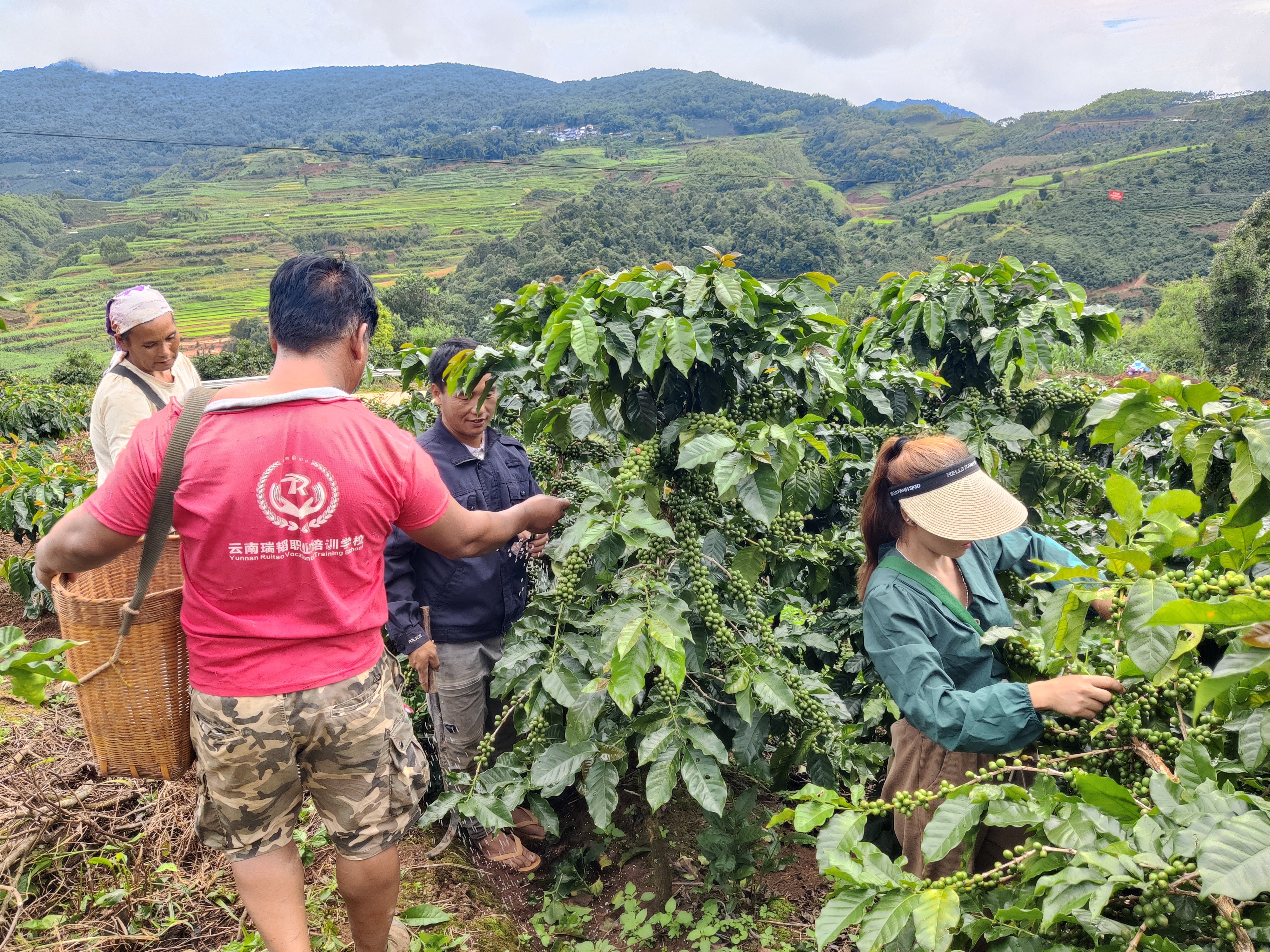 云南孟连公信乡:咖啡果,金果果!