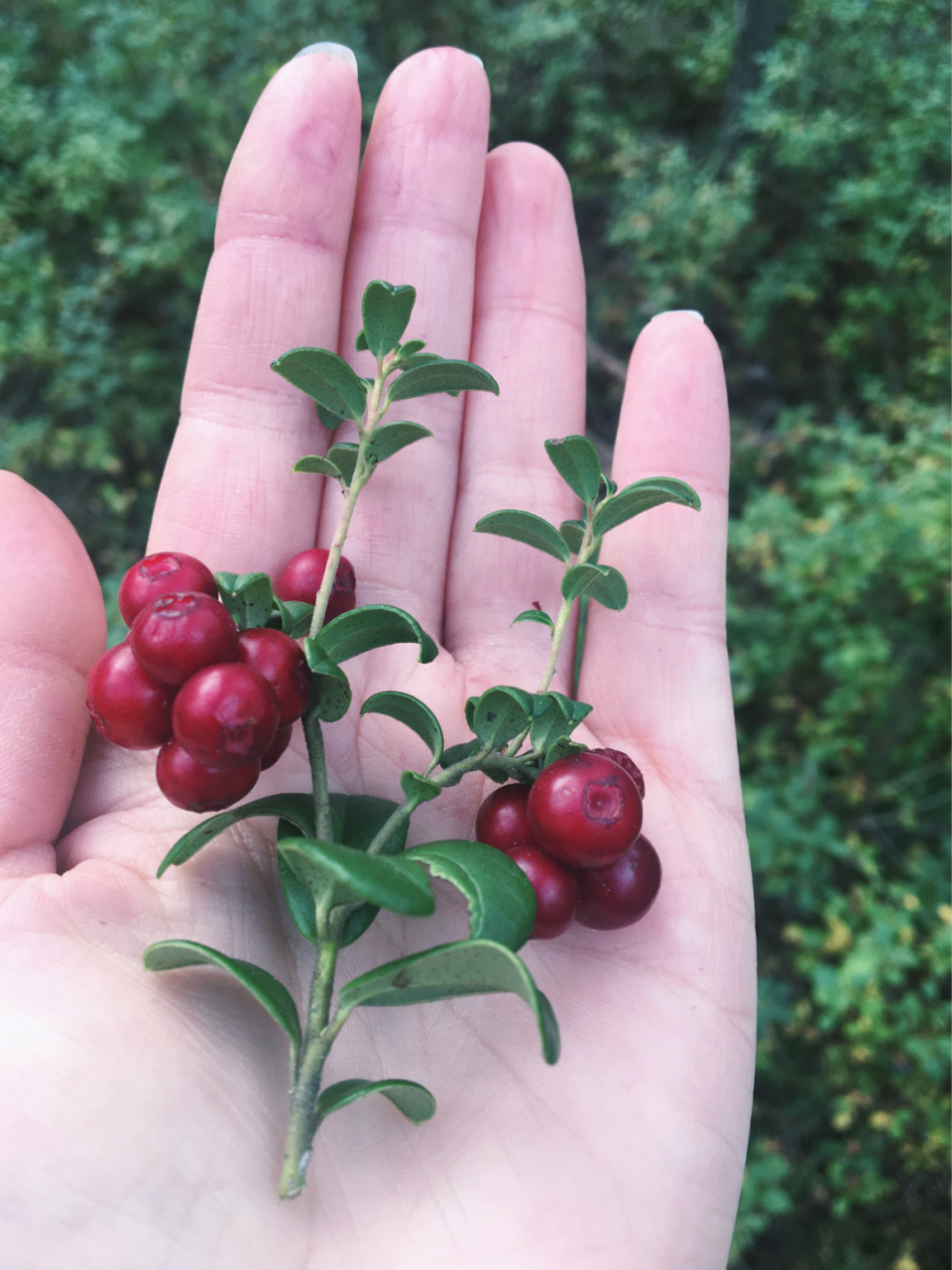 答:是越橘,英语是lingonberry, 芬兰语是puolukka.