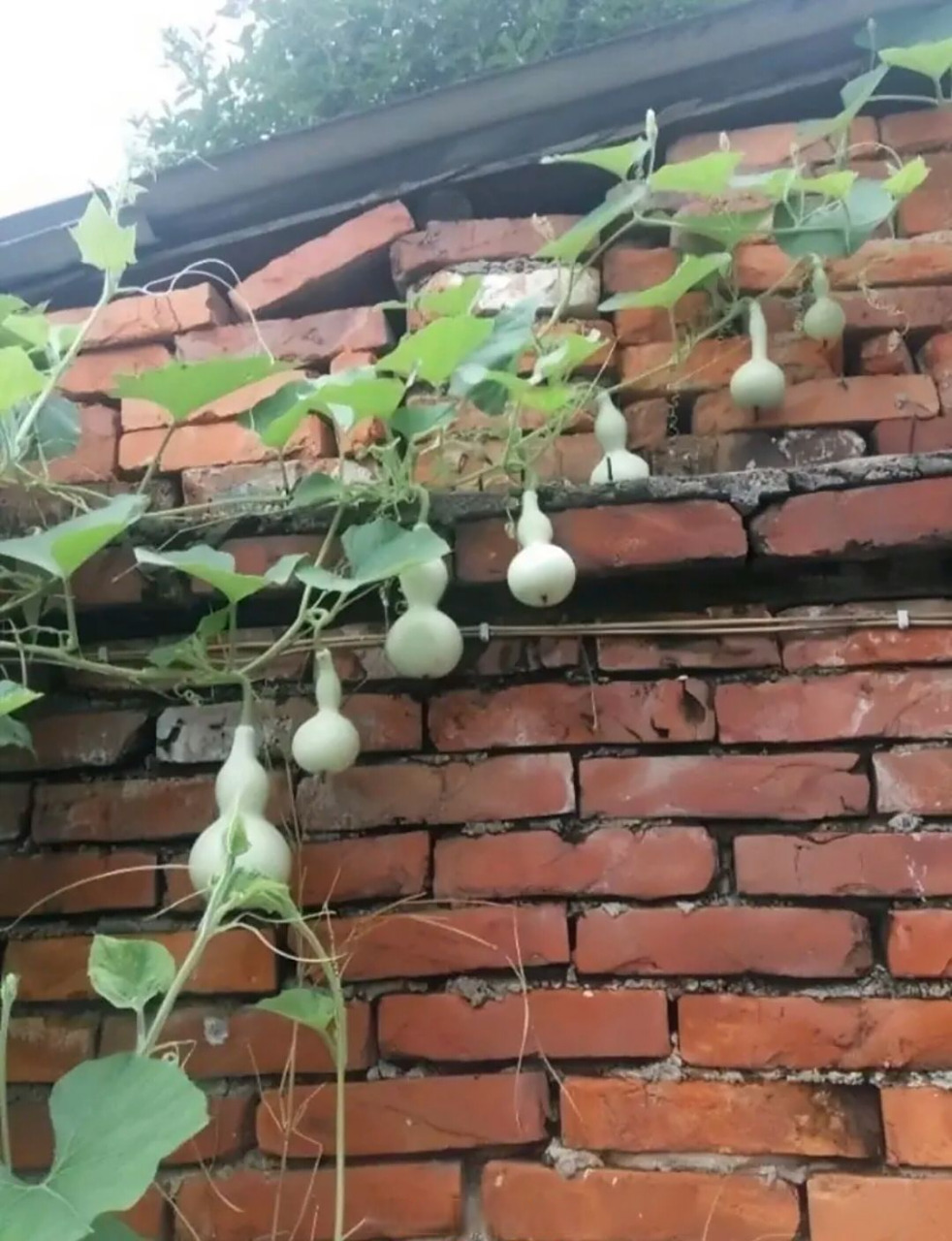 藤上结了七个葫芦了,我可以当爷爷了吗?