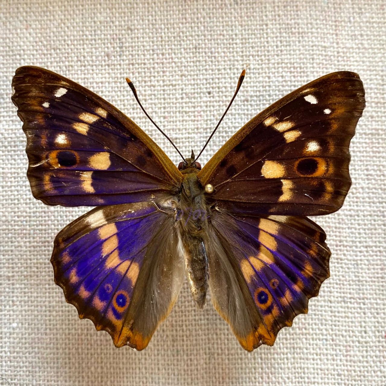 柳紫闪蛱蝶(学名:apatura ilia) 柳紫闪蛱蝶(学名