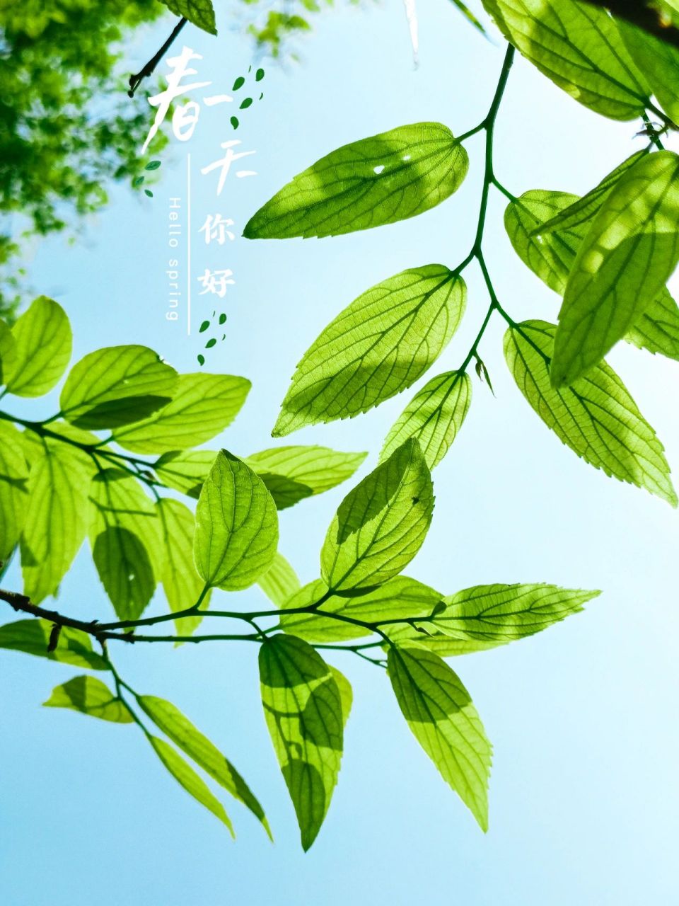 "绿色"是春天最美的文案 绿色是春天最美的颜色.