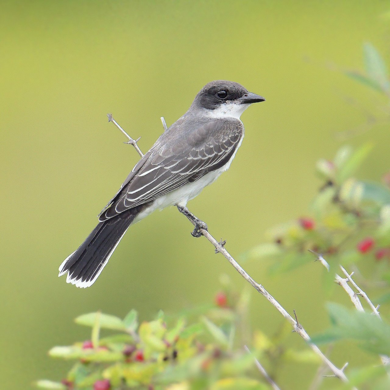 东部王霸鹟 	 94 名字来源,敢斗和比自己体型大很多的动物(如老鹰等