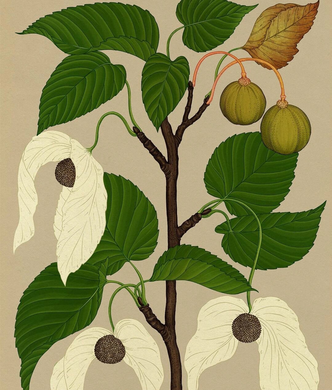 插画vs现实|学习植物插画珙桐