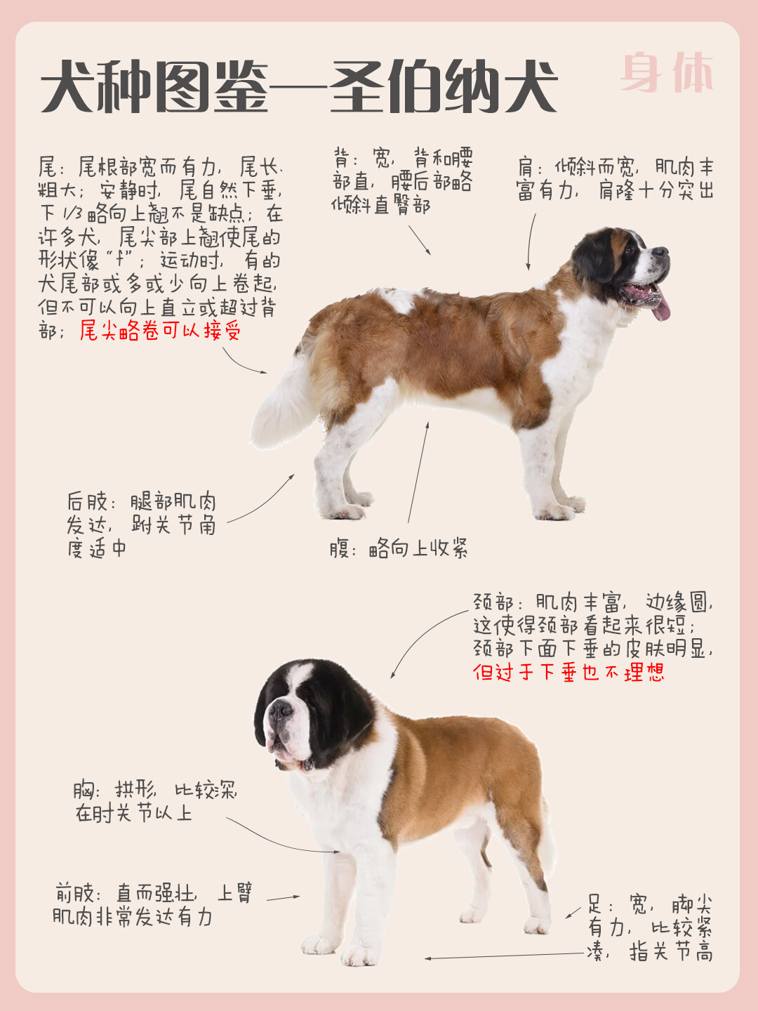犬种图鉴——圣伯纳犬(瑞士的国宝动物