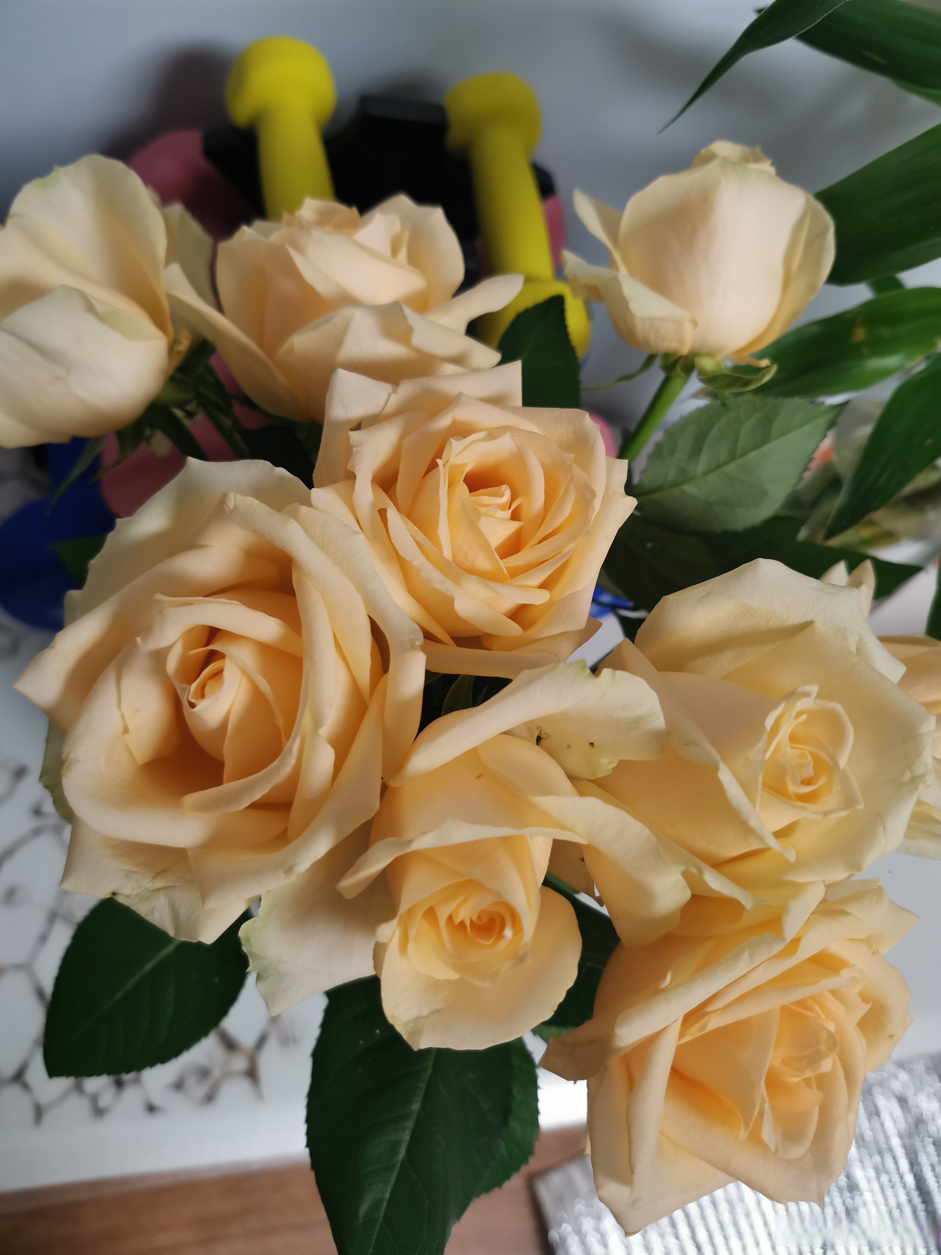 玫瑰开的正盛. 郁金香也开了一朵. 以前总舍不得买鲜花,觉得不划算.