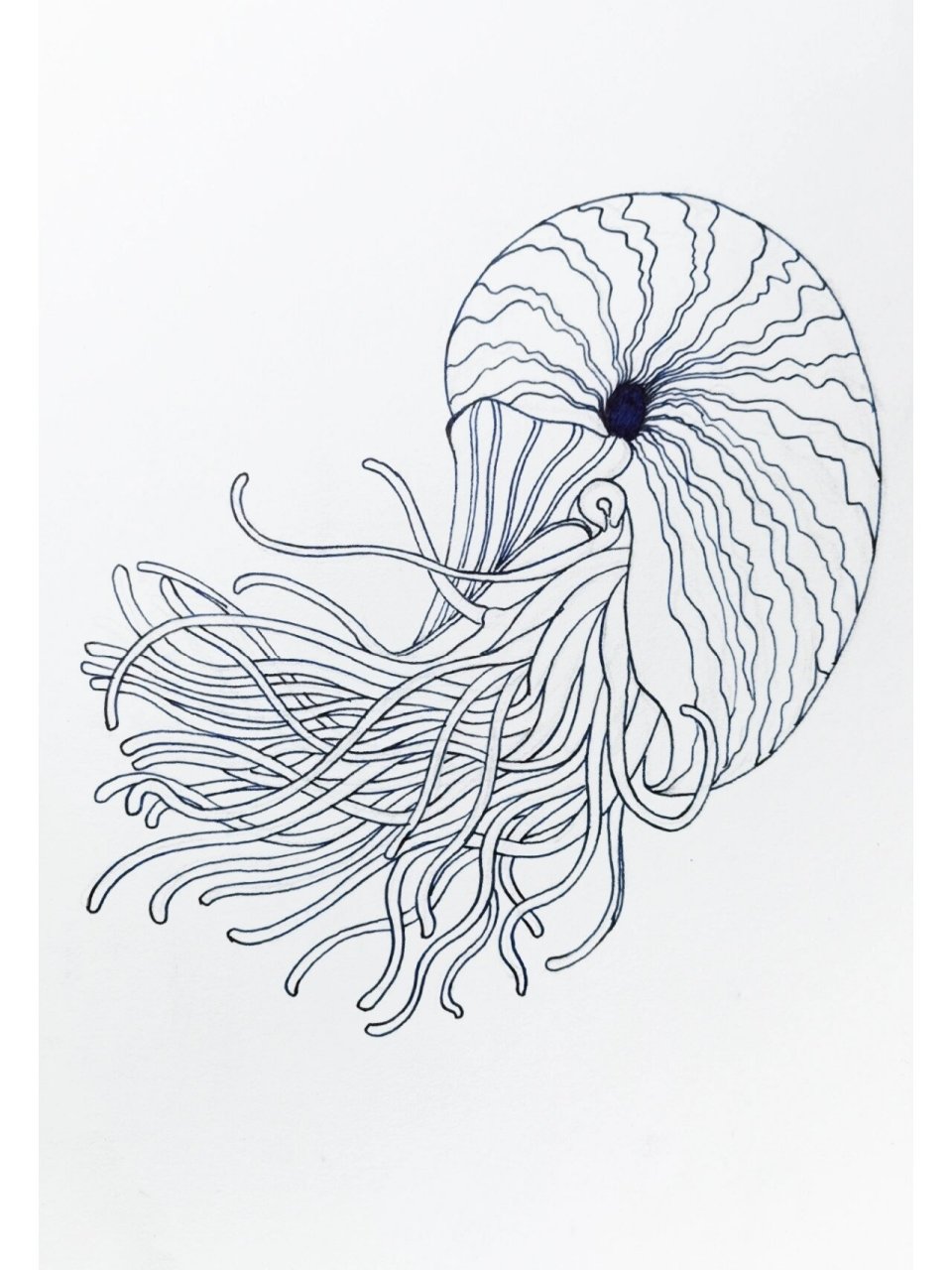 画几只小动物~小动物系列鹦鹉螺 画了几张小动物 时间上倒是比风景上