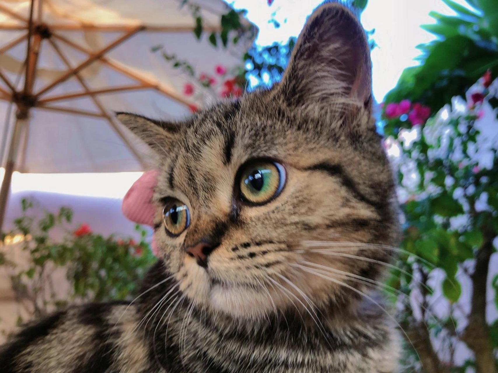 美短棕虎斑&狸花猫的区别 好多人都没见过棕虎斑美短,都把我家小芝麻