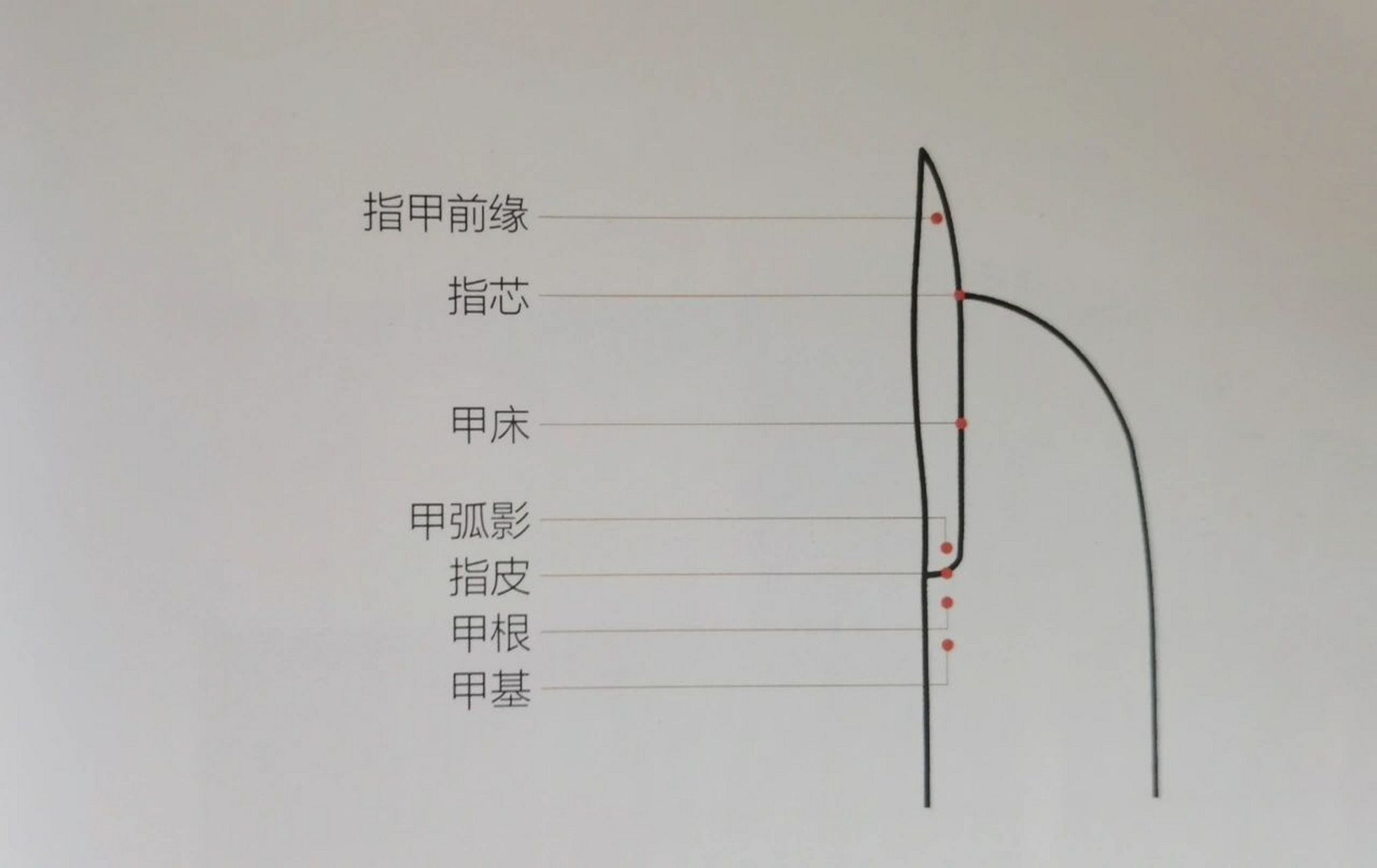 初学者对指甲的结构与认识 指甲的组成 指甲主要由3大部分组成:指甲尖