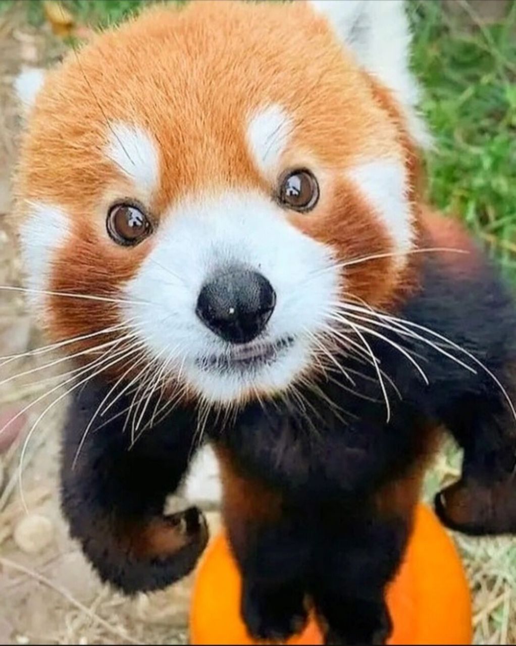 小熊猫还是很可爱的   感觉每张图片都能配一些搞笑文字例如第一张:要