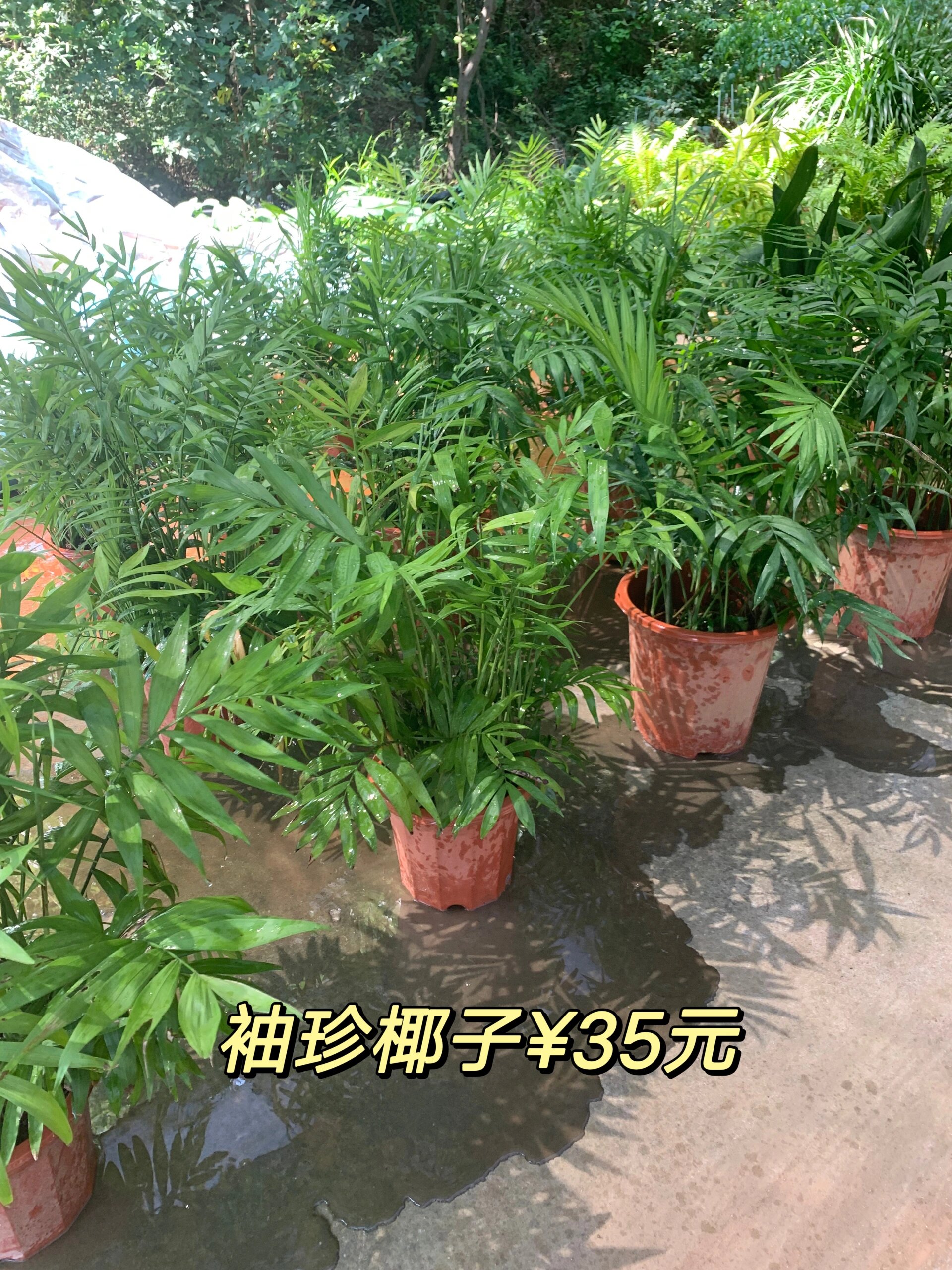 袖珍椰子