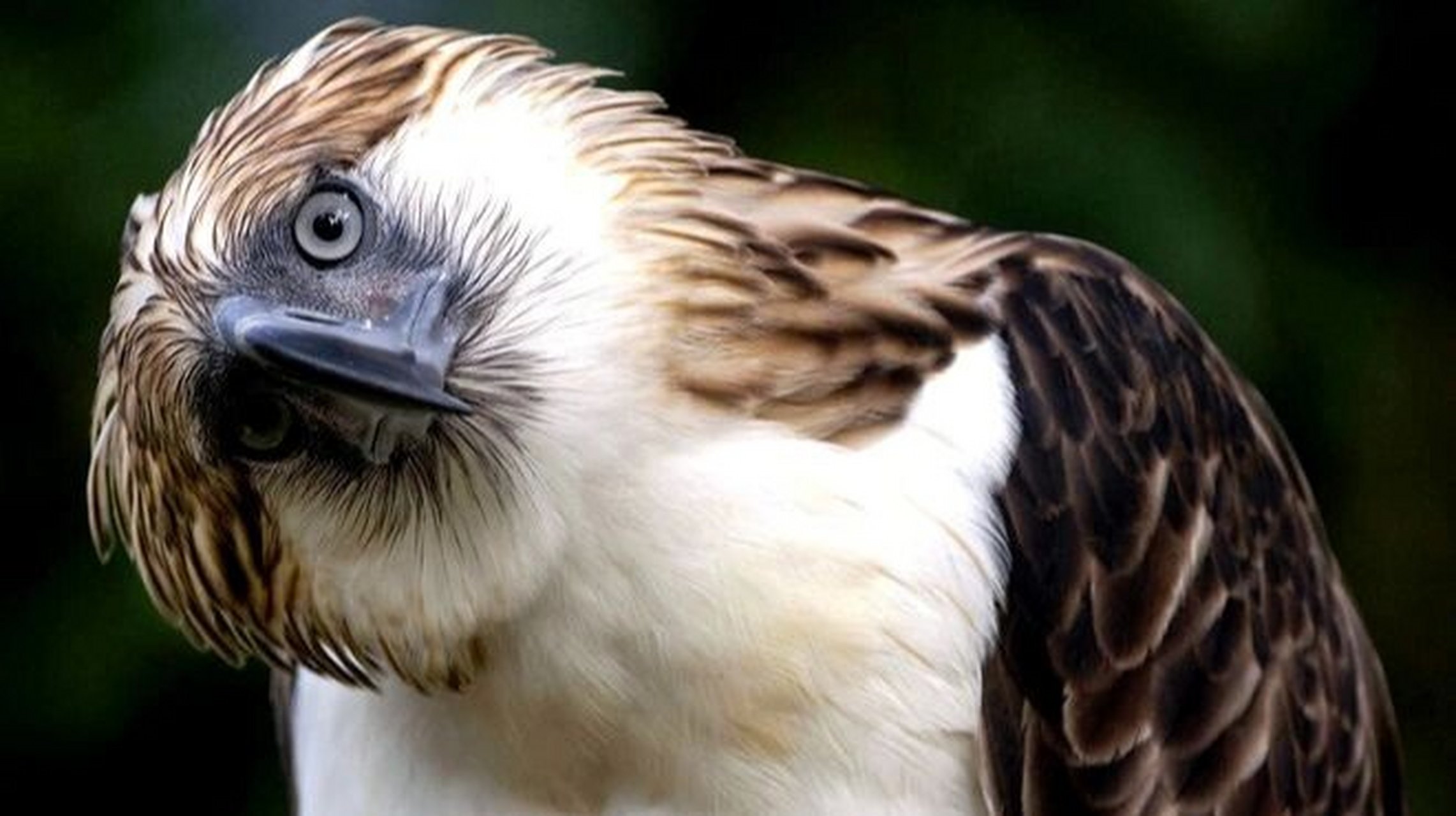 菲律宾国鸟——食猿雕 食猿雕:鹰科,食猿雕属鸟类