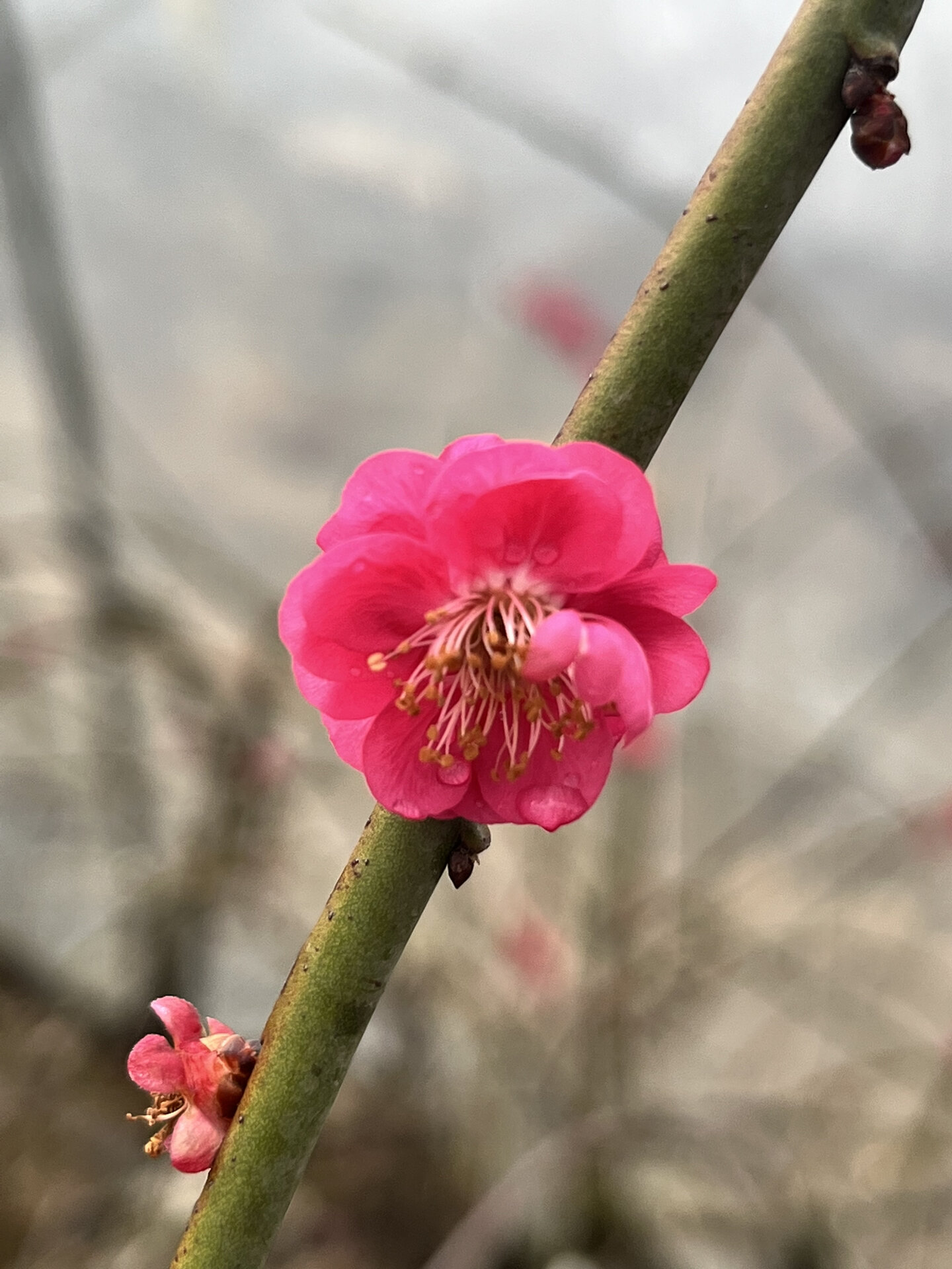 一起认识梅花品种(7)～垂枝品种群