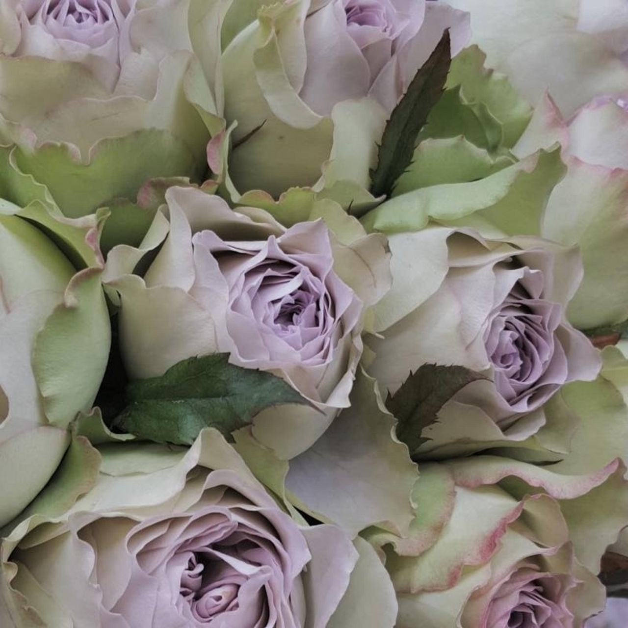 日本月季 95青金石面纱95 日本月季 95青金石面纱95 日本今井