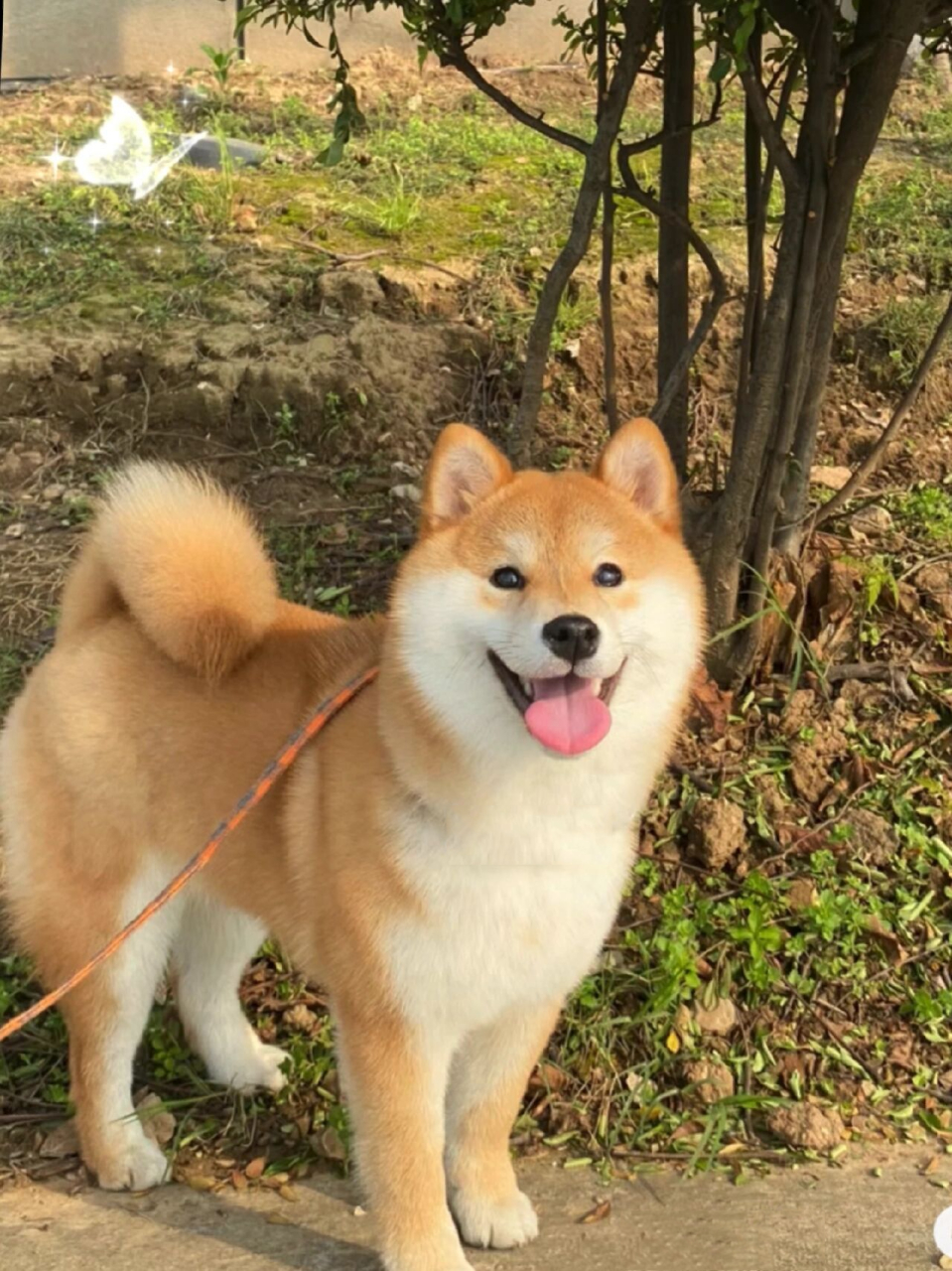 柴犬全身手绘头像 柴桑,故乡的樱花开了吗?