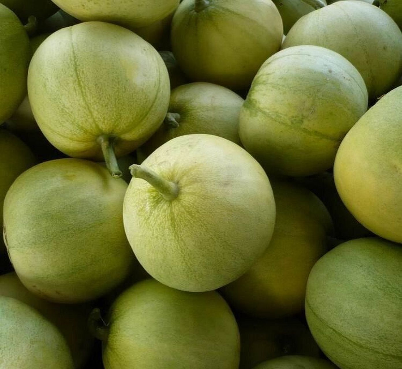 水果小知识|现在的甜瓜真的很甜啦 哈密瓜90 哈密瓜,古称甜瓜,甘瓜