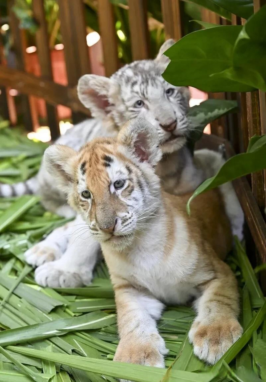 2023年11月26日,广东省广州市,广州长隆野生动物世界举办保护野生动物