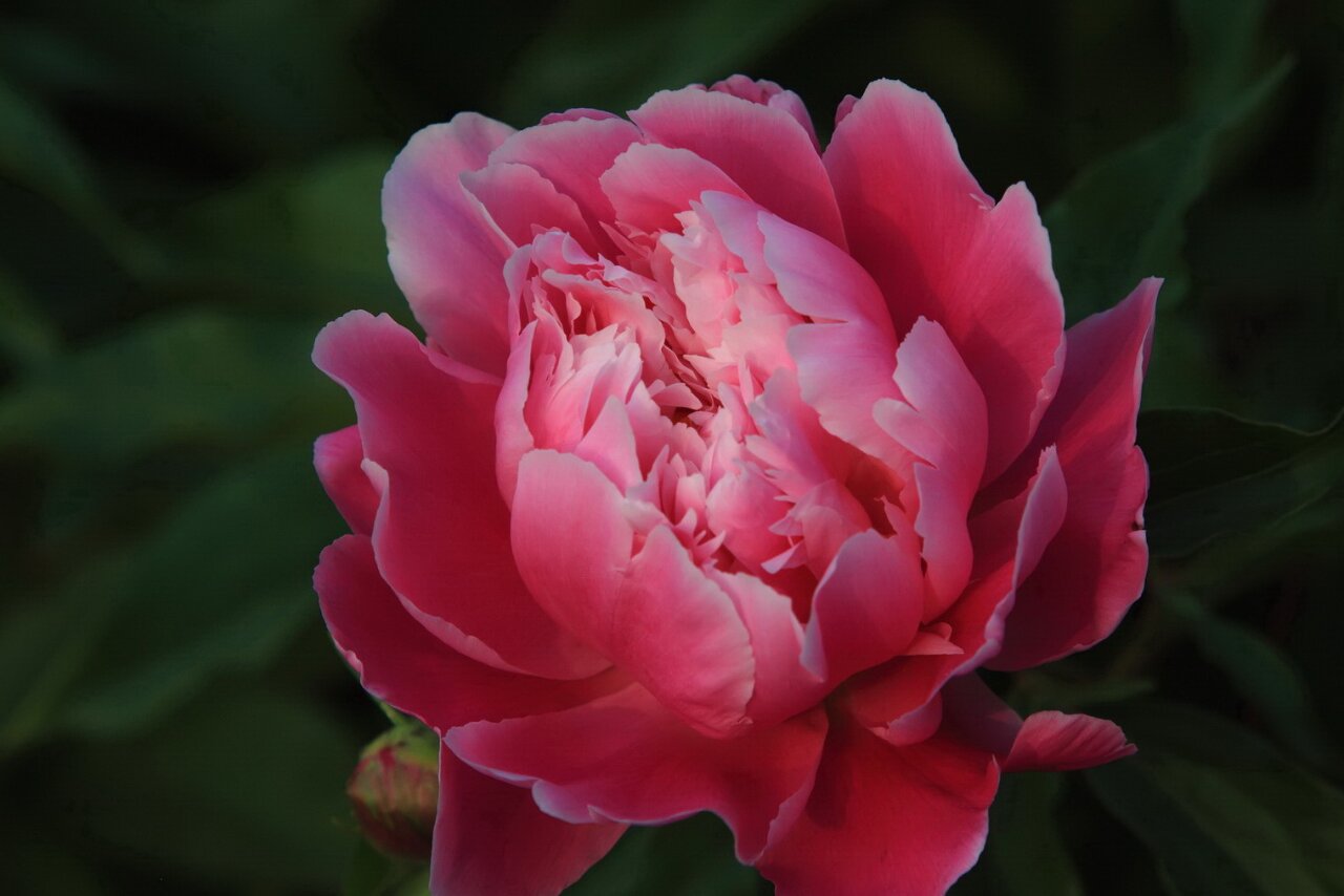 每日花卉--芍药 多年生草本植物 花期5月-6月 高度约50cm-110cm 耐寒