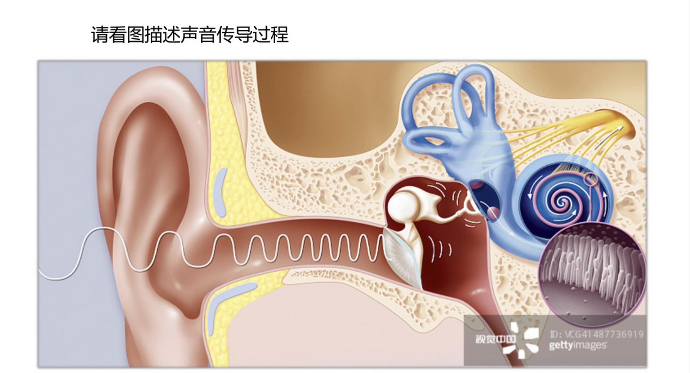 外耳道是声音传递的主要通道之一,外耳道的耳廓是用来收集声音和来篌