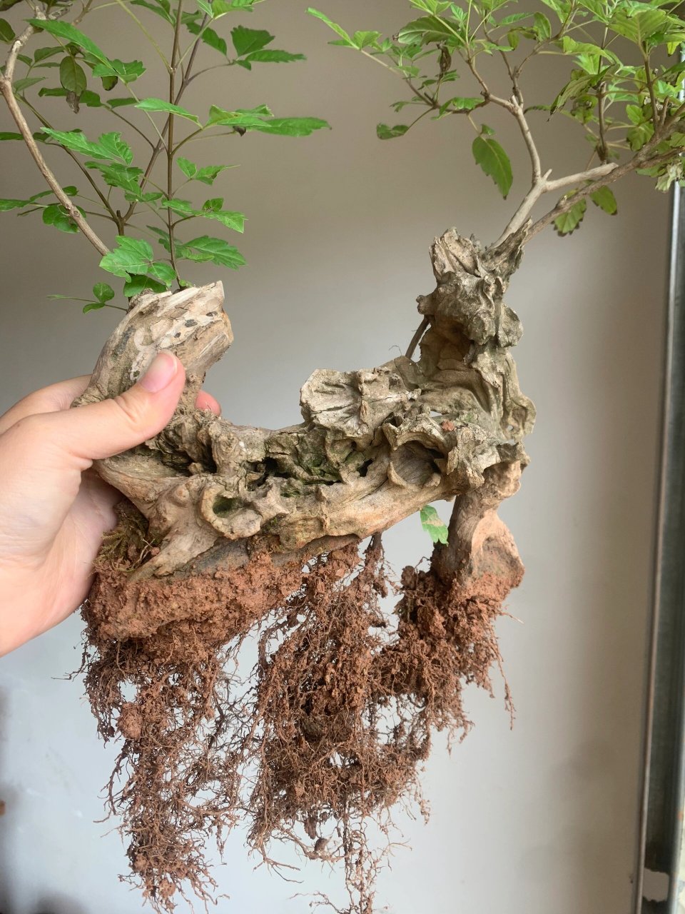 黄荆老桩的根,这样买家好养 #7月第一张照片##盆景# #黄荆盆景