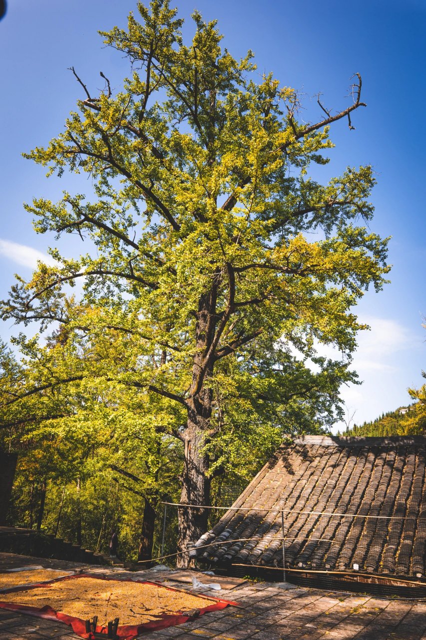 世界古银杏之乡—妥乐村 8787 	 妥乐村是贵州深处的一个低调古朴
