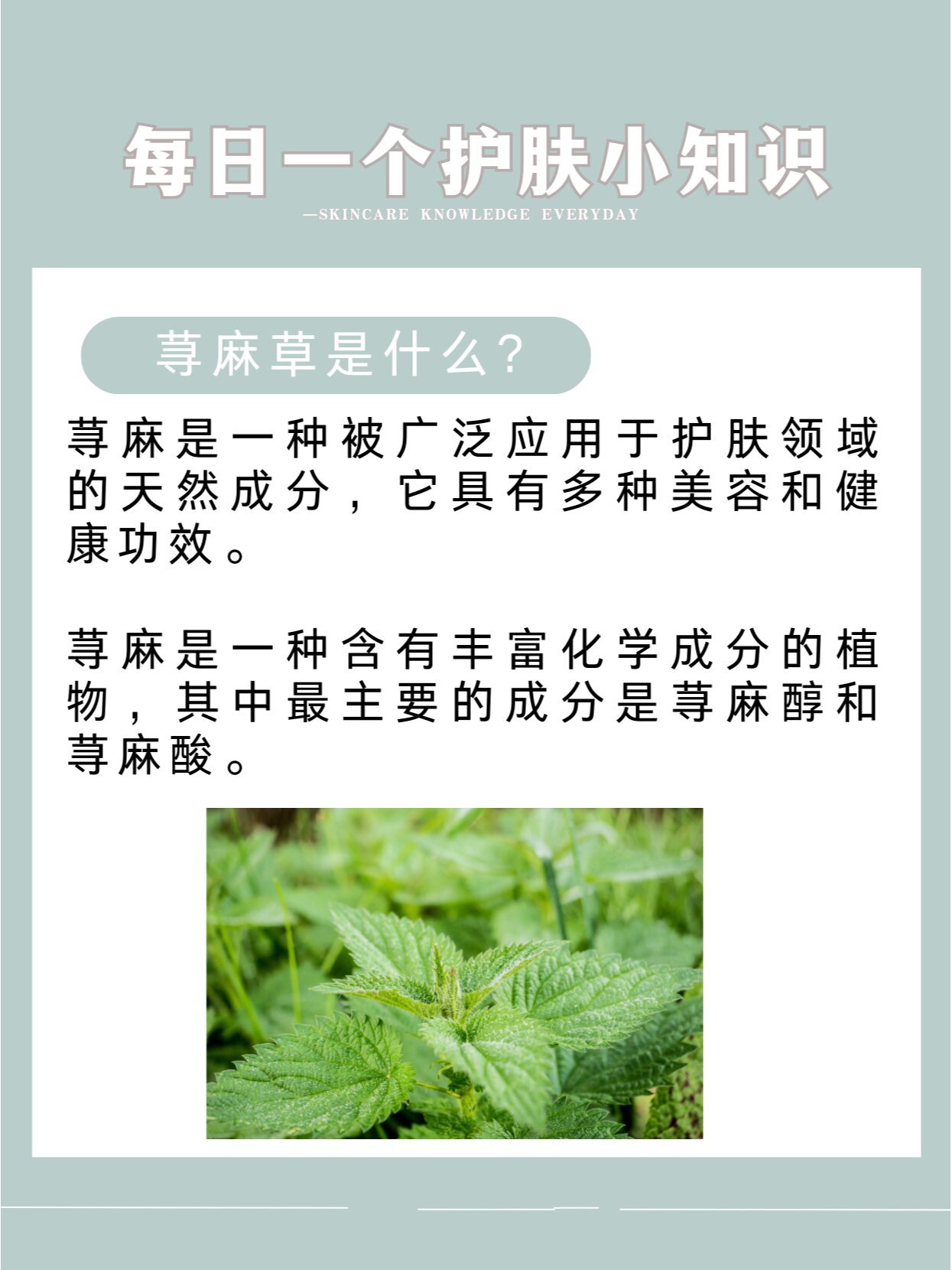 每日护肤小成分——荨麻草 荨麻草的护肤功效,你知道吗?