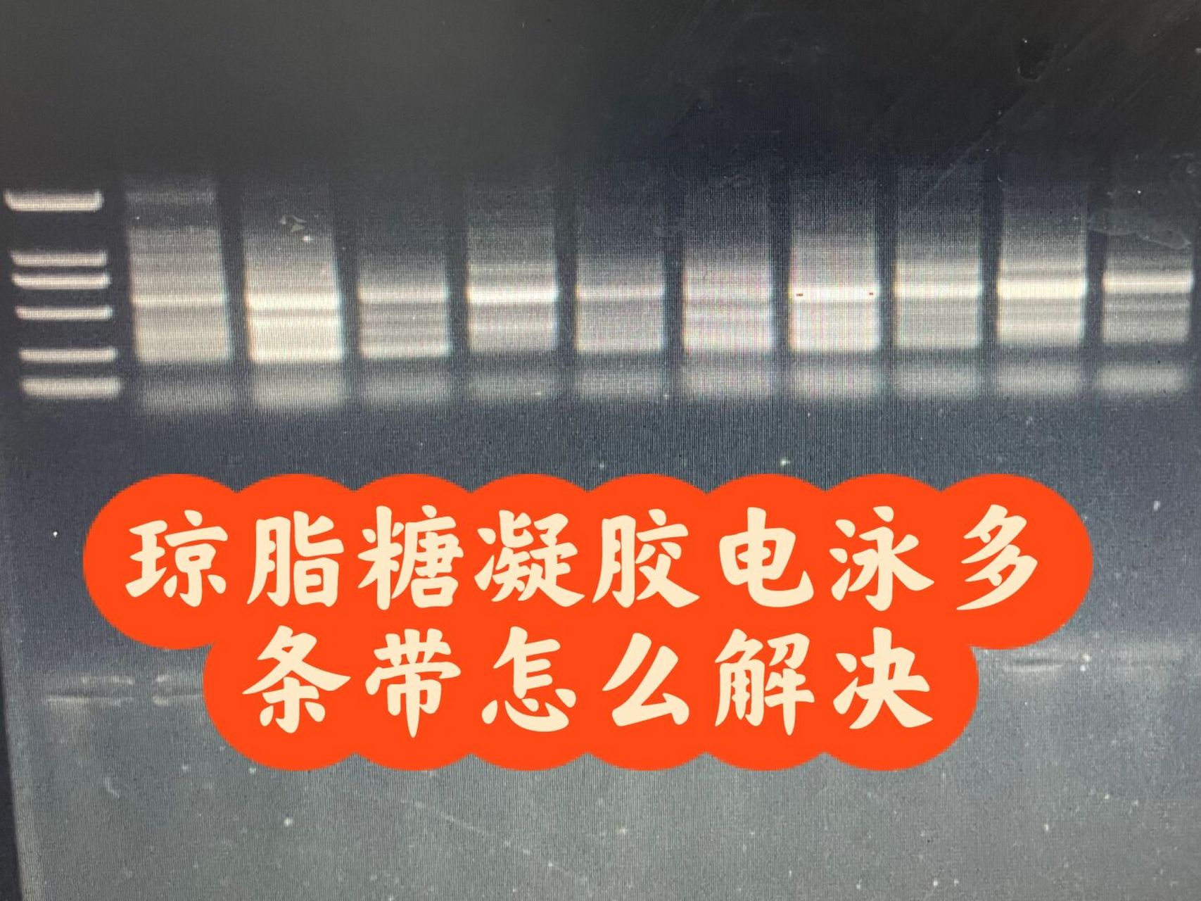 琼脂糖凝胶电泳多条带分析 pcr产物跑琼脂糖凝胶电泳有多个条带,可能