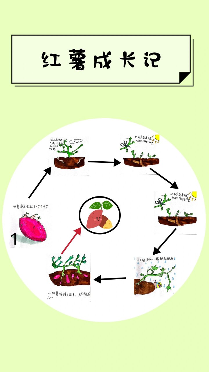 红薯成长记