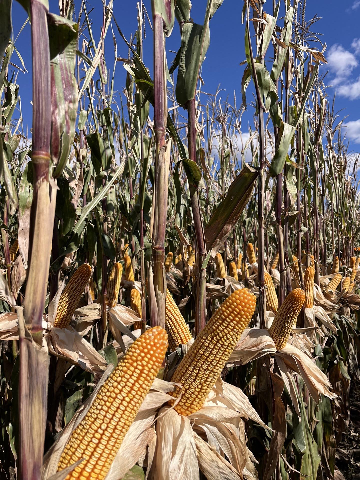 富民308为富民种业2023年审定的大棒玉米品种,产量高,抗性好,为种植