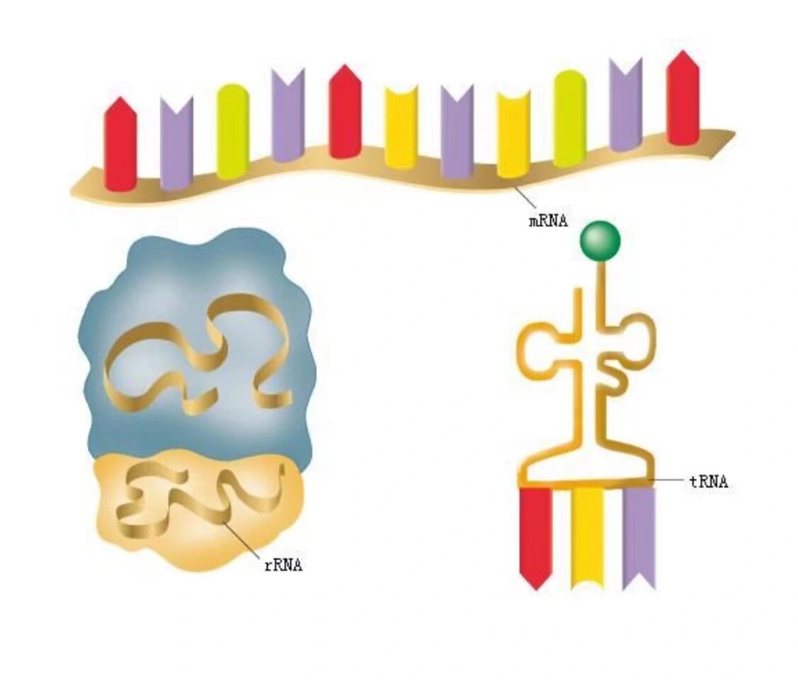 提rna三条带的大小位置图片