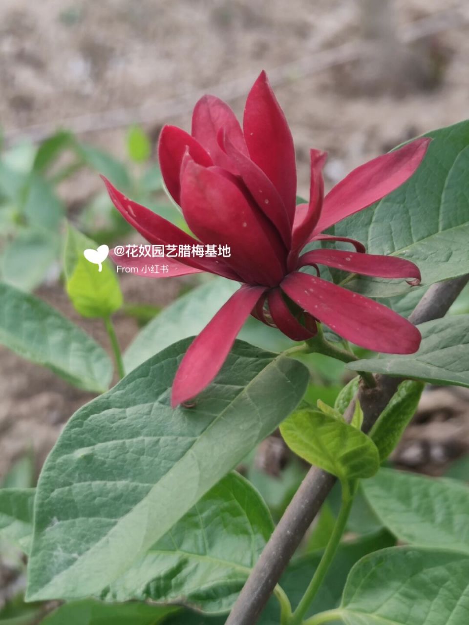 美国夏腊梅,霸占整个夏天 夏蜡梅简介: 蜡梅科夏蜡梅属,自然高度1.