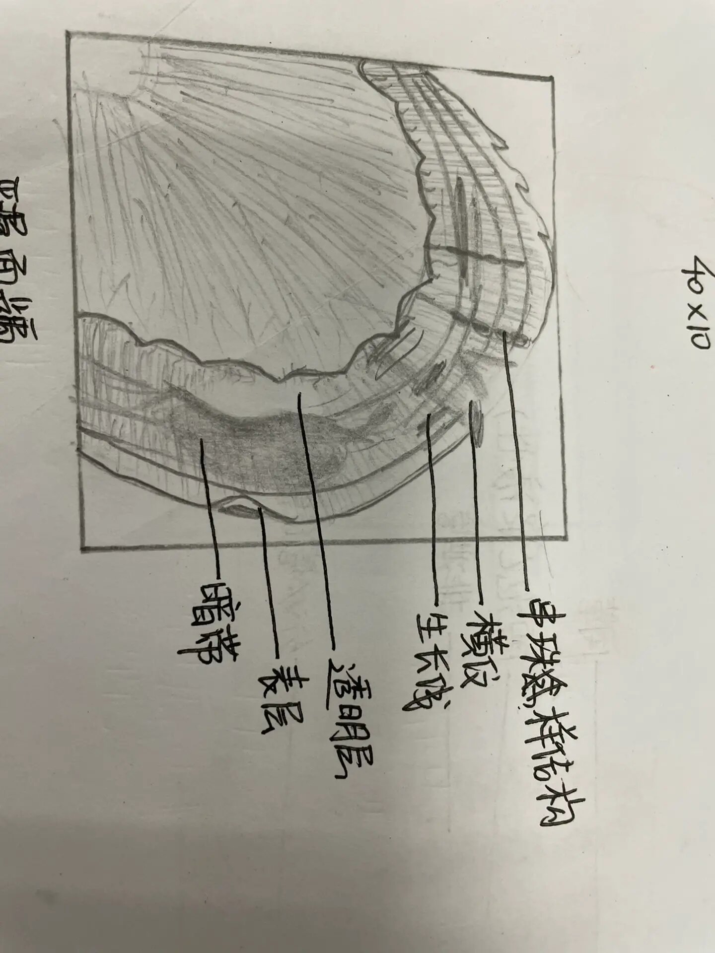 牙本质绘图图片