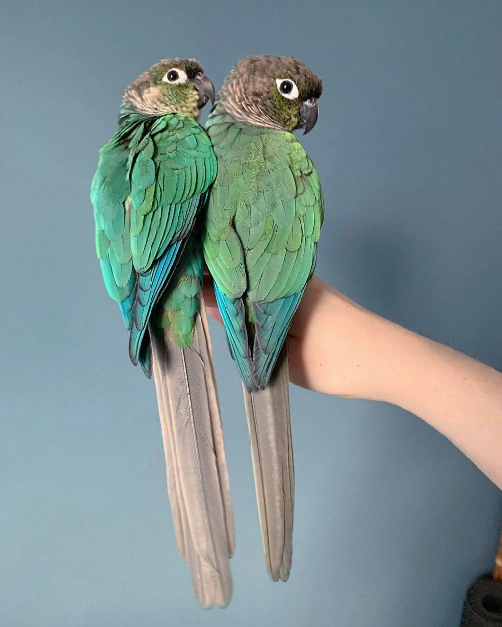 蓝化黄边小太阳