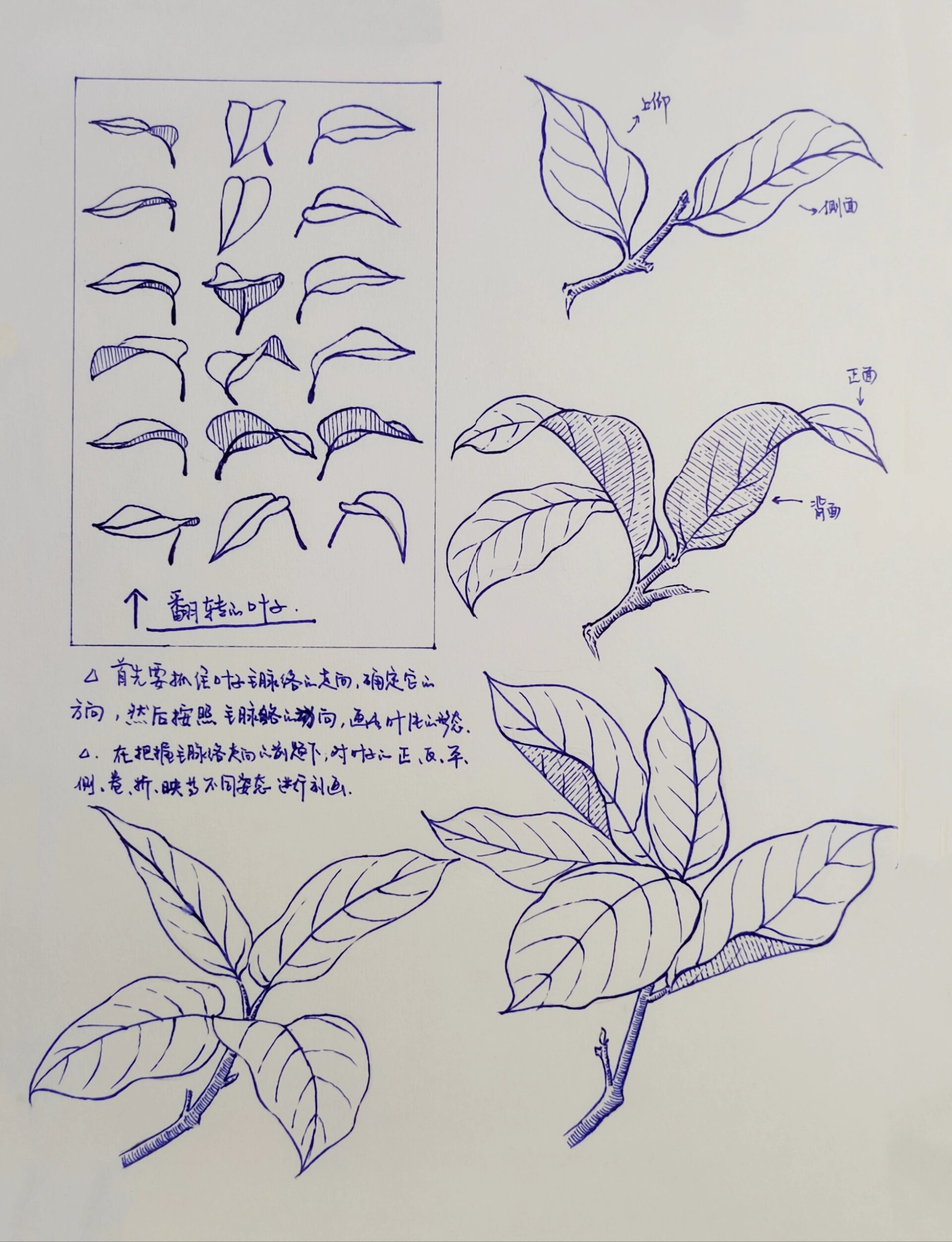 树的画法笔记4～～树叶