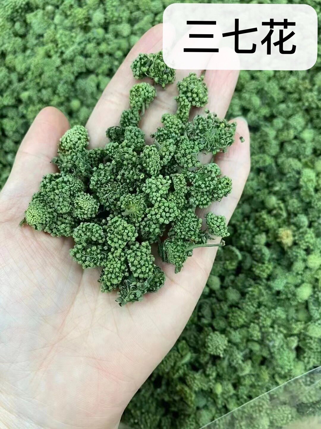 田七花,又叫三七花.能降血压降血脂,清热解毒,防癌