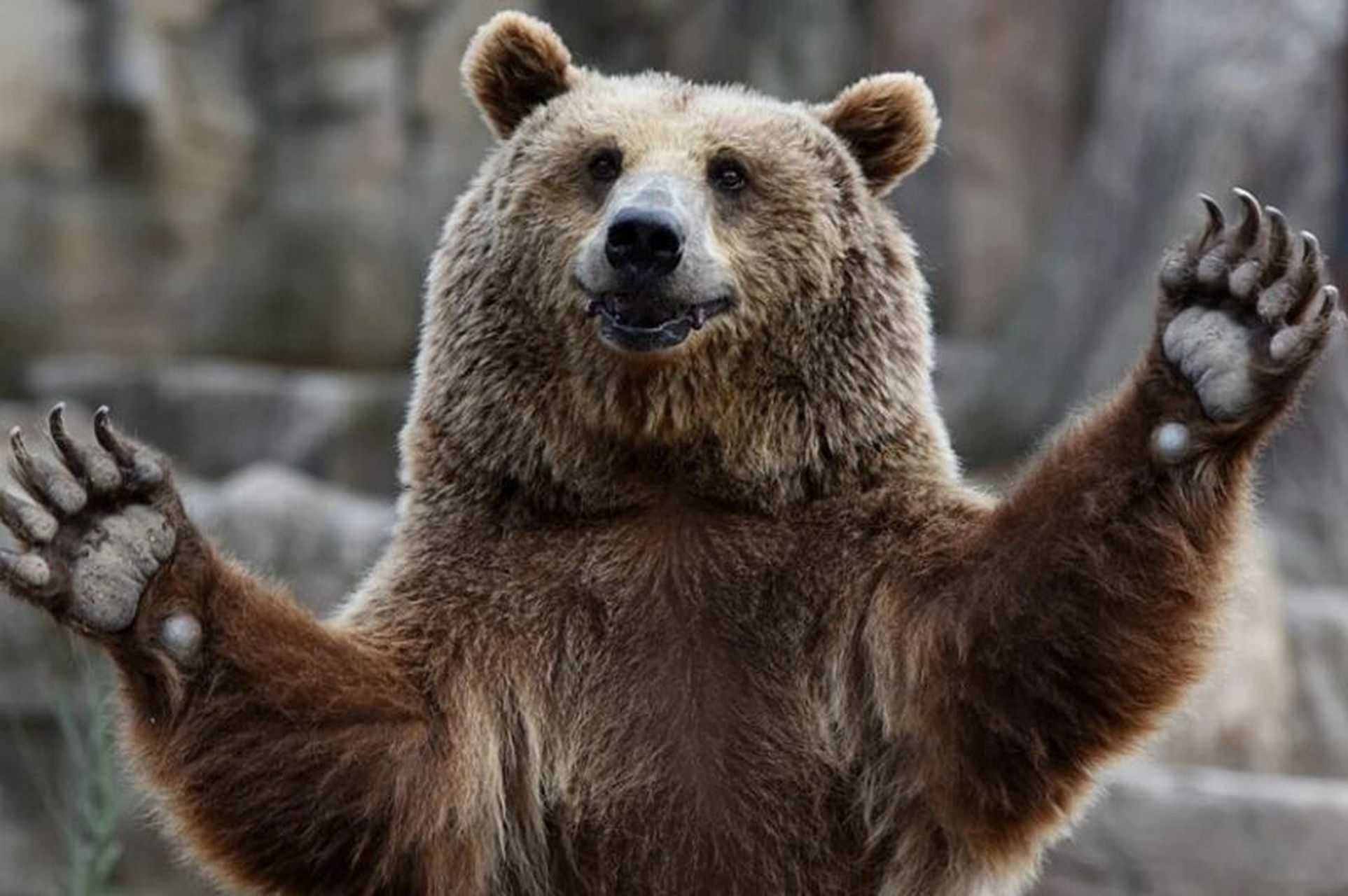 棕熊丨哺乳纲熊科动物93 989898 中国国家二