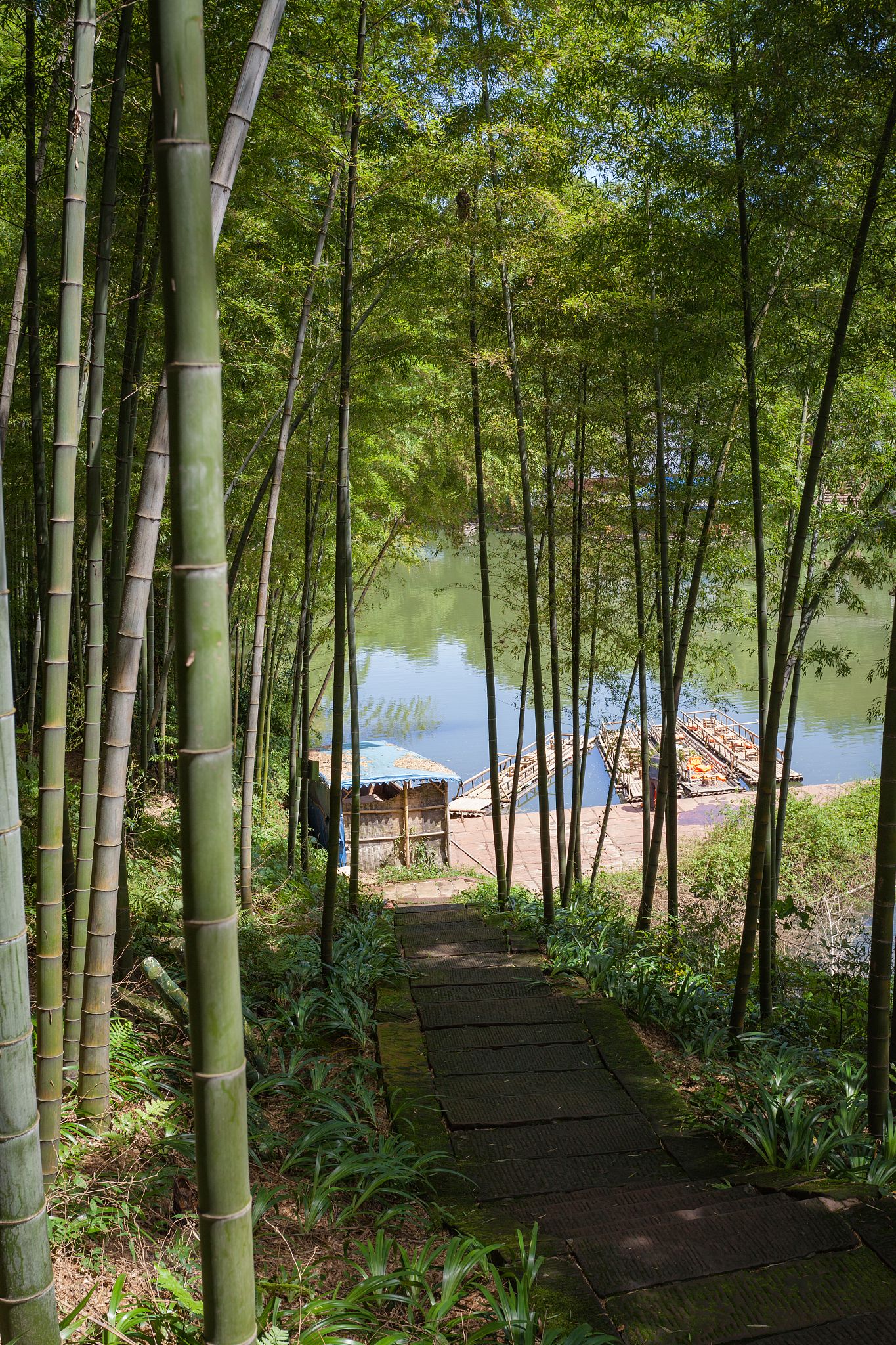 邛崃芦沟竹海好耍不图片