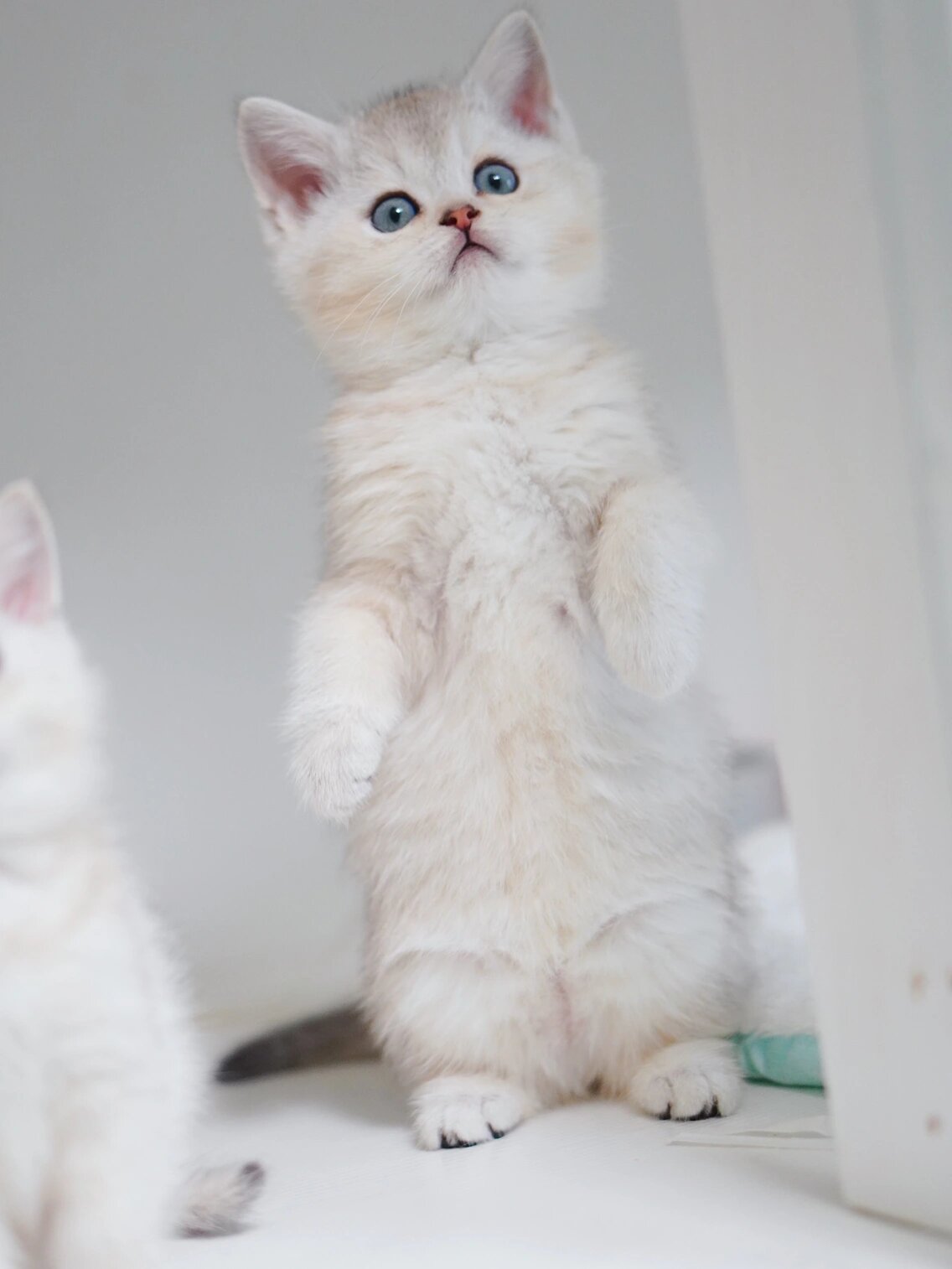 金渐层配金血银渐层出来的小猫咪也蛮好看