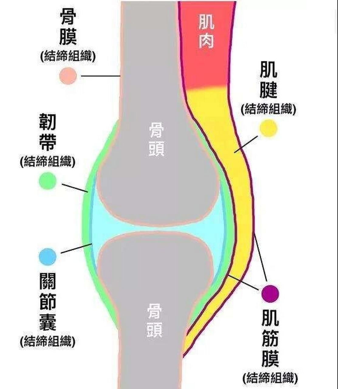 膜内成骨图片