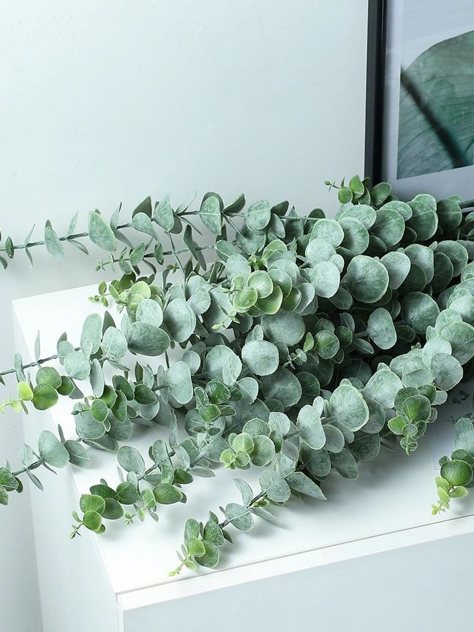 每日识花 尤加利叶 一种很适合摆放在家里的叶材～ 尤加利叶的花语为