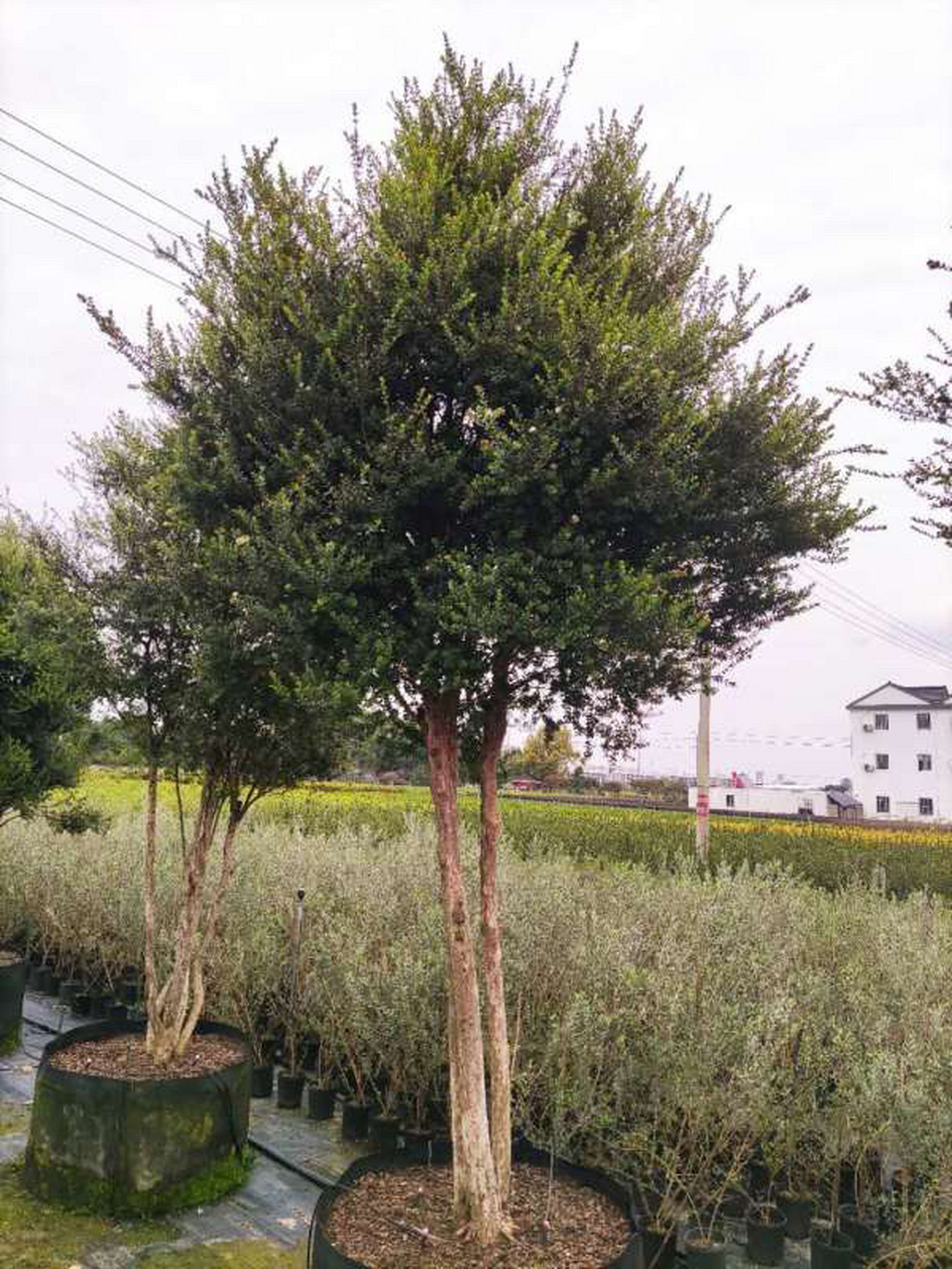 招财转运———小叶赤楠 小叶赤楠(syzygium buxifolium hooklet arnl