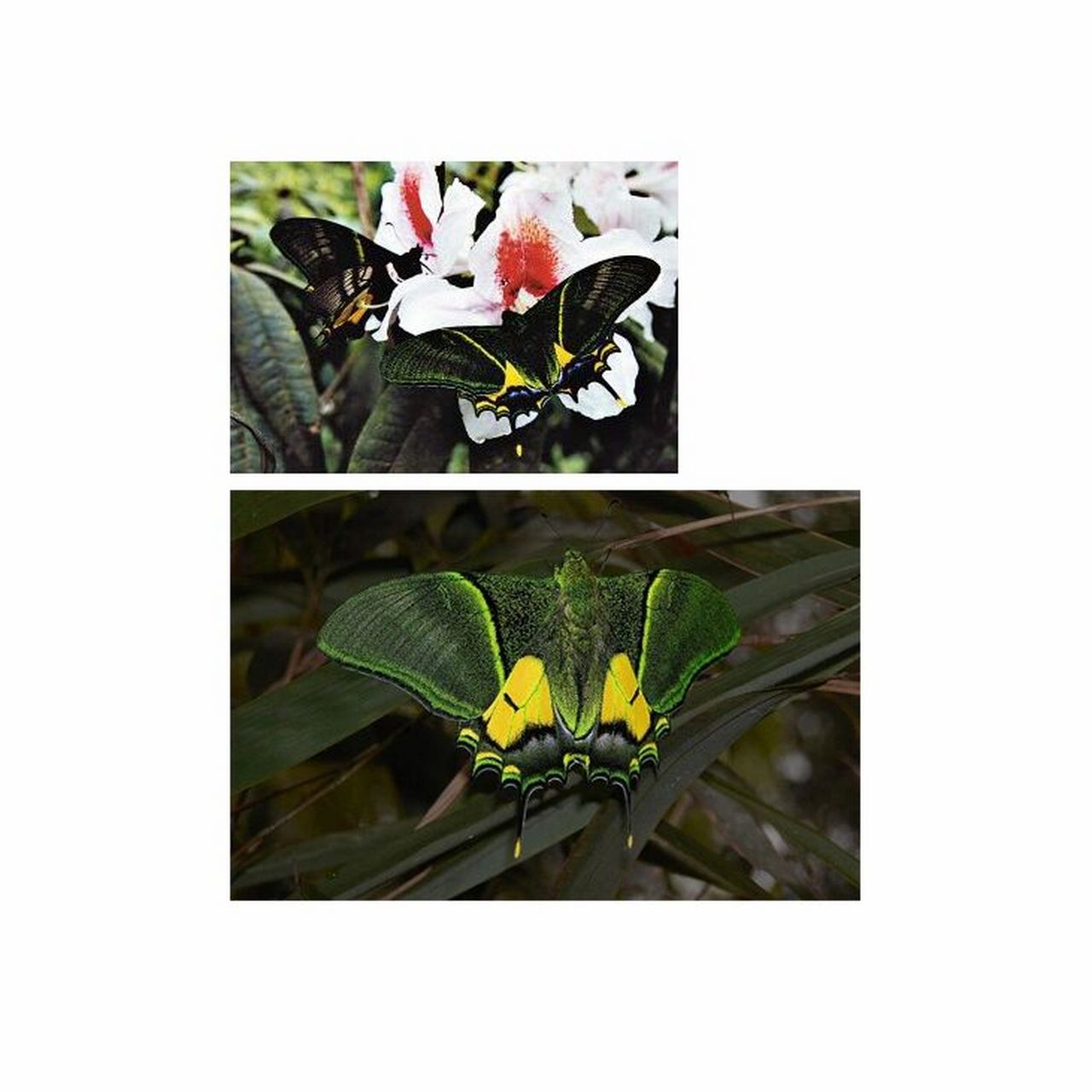 保护生物多样性～【金斑喙凤蝶】 凤蝶科喙凤属,体长30毫米左右,两翅