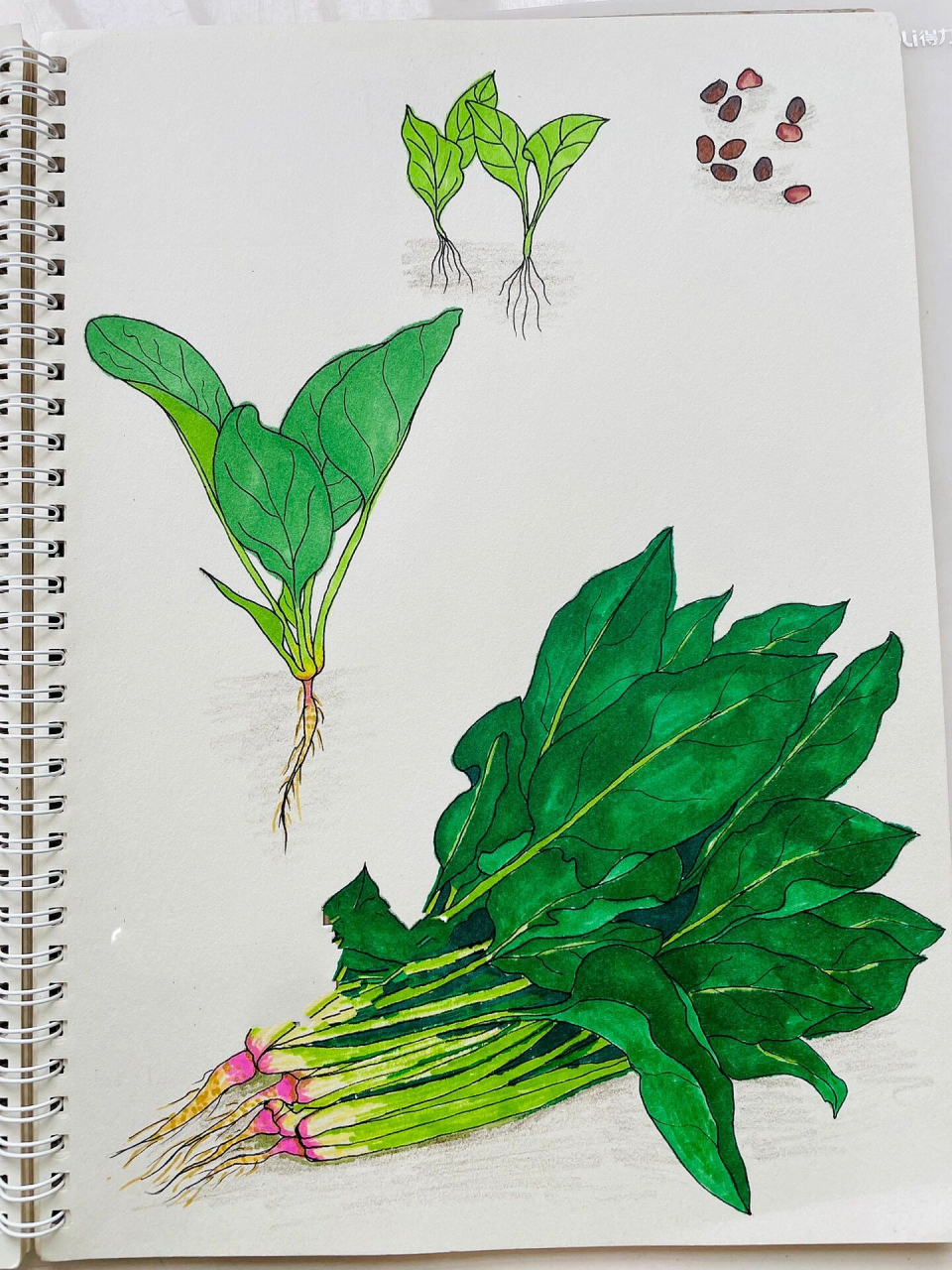 原创自然笔记-菠菜 菠菜根圆锥状,富含类胡萝卜素,维生素c,维生素k