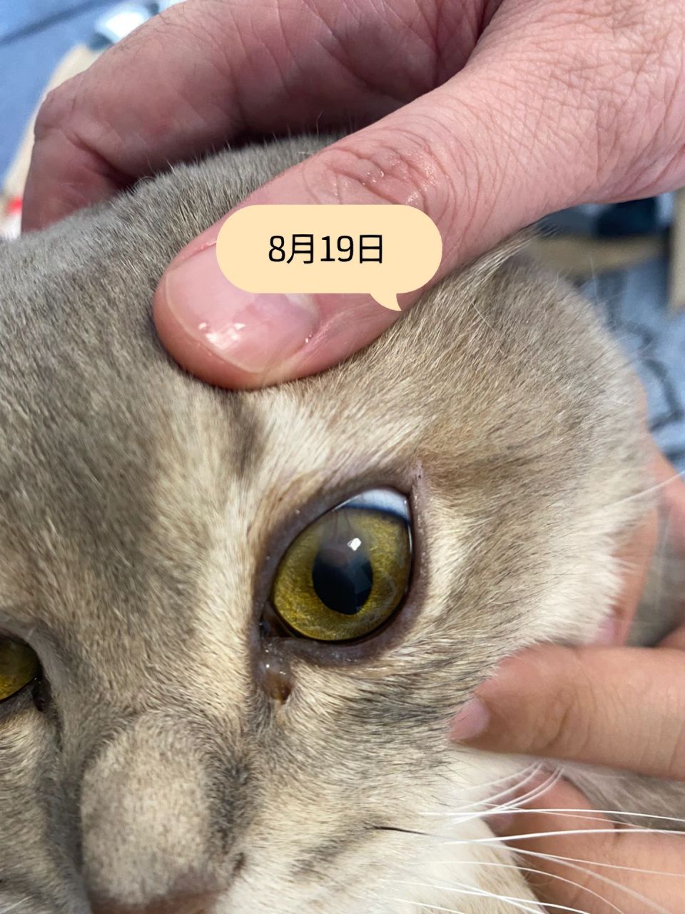 猫咪角膜溃疡保守治疗成功!